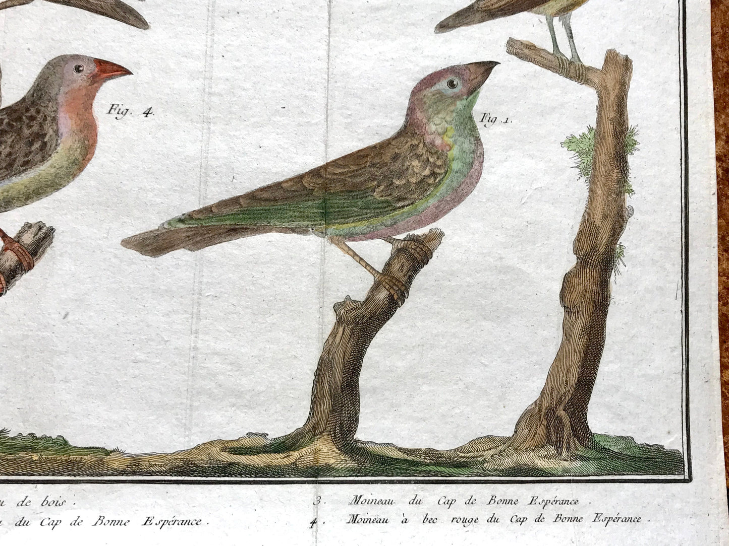 A Copper Plate Engraving of Four Types of Sparrow. By Francois-Nicholas Martinet. Hand coloured. Dated 1770. 25 x 37 cms. .