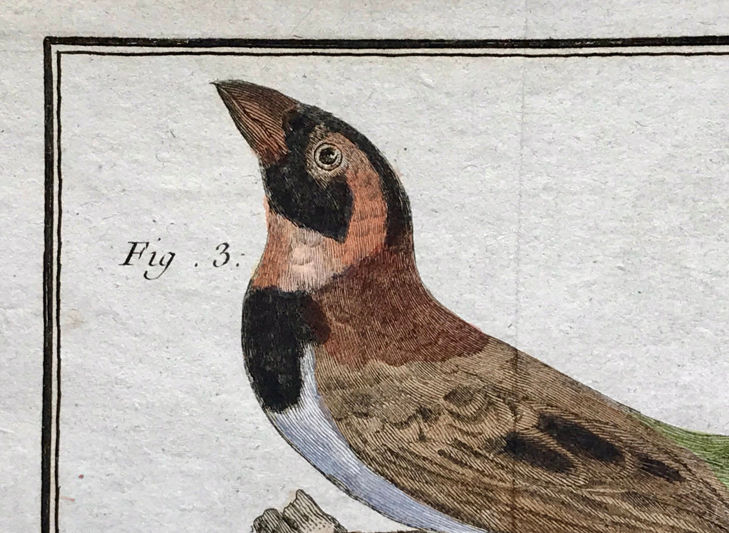 A Copper Plate Engraving of Four Types of Sparrow. By Francois-Nicholas Martinet. Hand coloured. Dated 1770. 25 x 37 cms. .