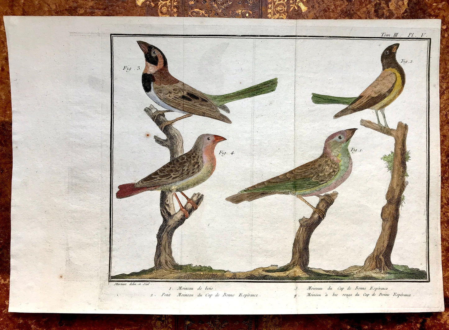 A Copper Plate Engraving of Four Types of Sparrow. By Francois-Nicholas Martinet. Hand coloured. Dated 1770. 25 x 37 cms. .