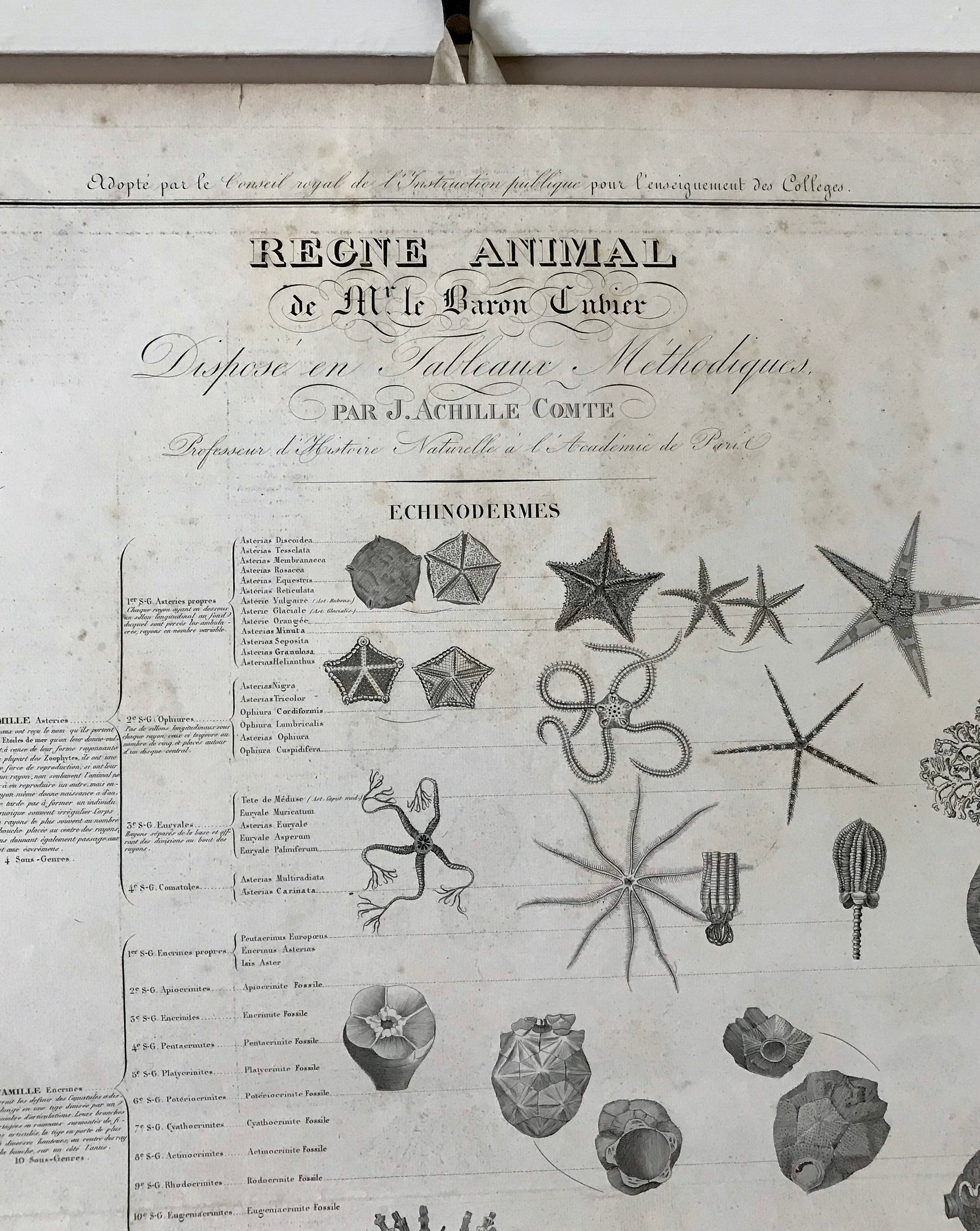 A Poster Sized Engraving of Starfish. From Le Regne Animal by Baron Cuvier. Drawn by Comte. 1827. Engraved by Remond. 57.5 x 83cms.