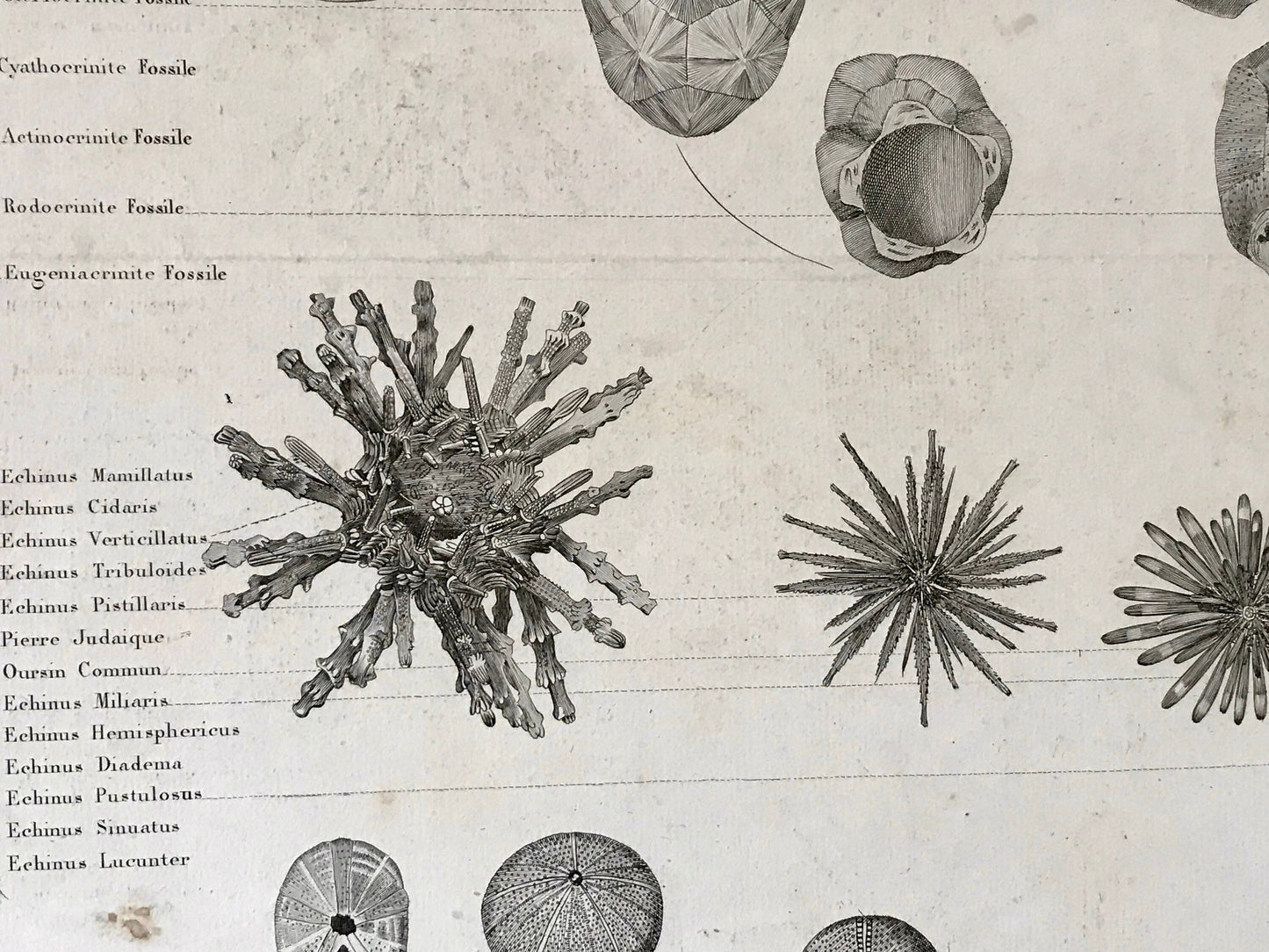 A Poster Sized Engraving of Starfish. From Le Regne Animal by Baron Cuvier. Drawn by Comte. 1827. Engraved by Remond. 57.5 x 83cms.