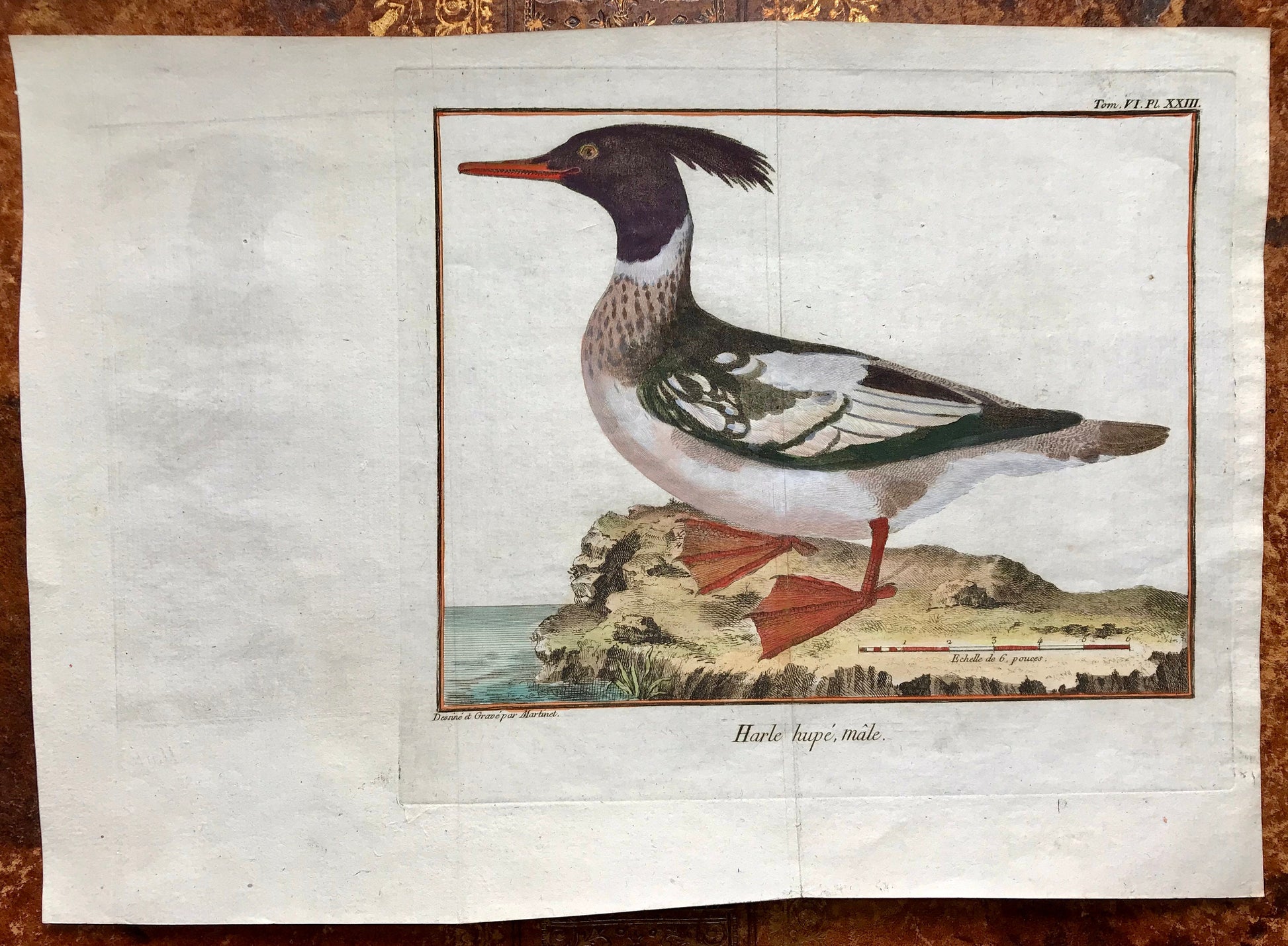 Harle hupe, male. A Copper Plate Engraving of a Merganser Duck by Francois-Nicholas Martinet. Hand coloured. Dated 1770. 25.2 x 35.7 cms.