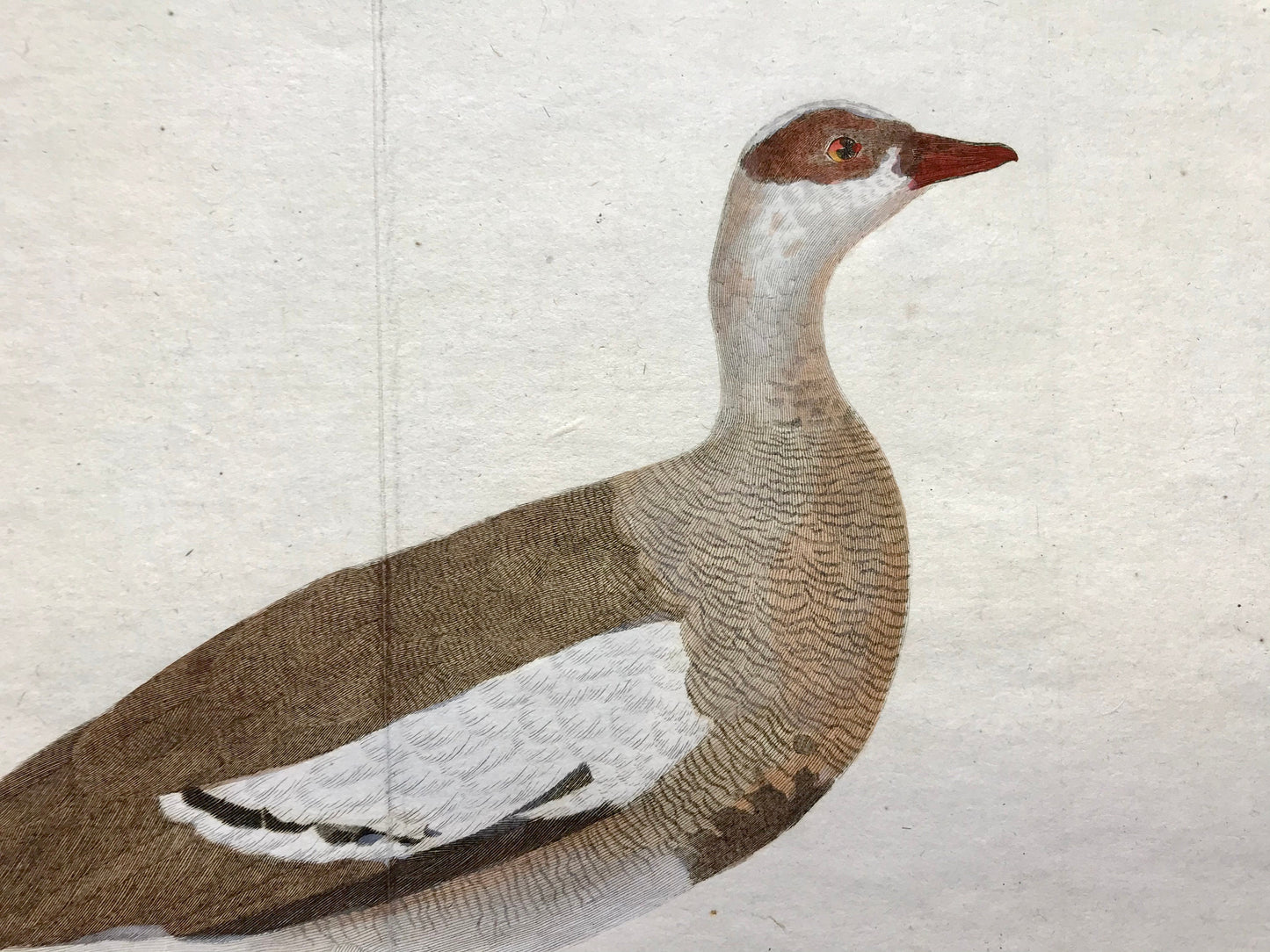 Oye d’Egypte. An Engraving of an Egyptian Goose by Francois-Nicholas Martinet. Hand coloured. Dated 1770. Size: 25 x 35.5cms.