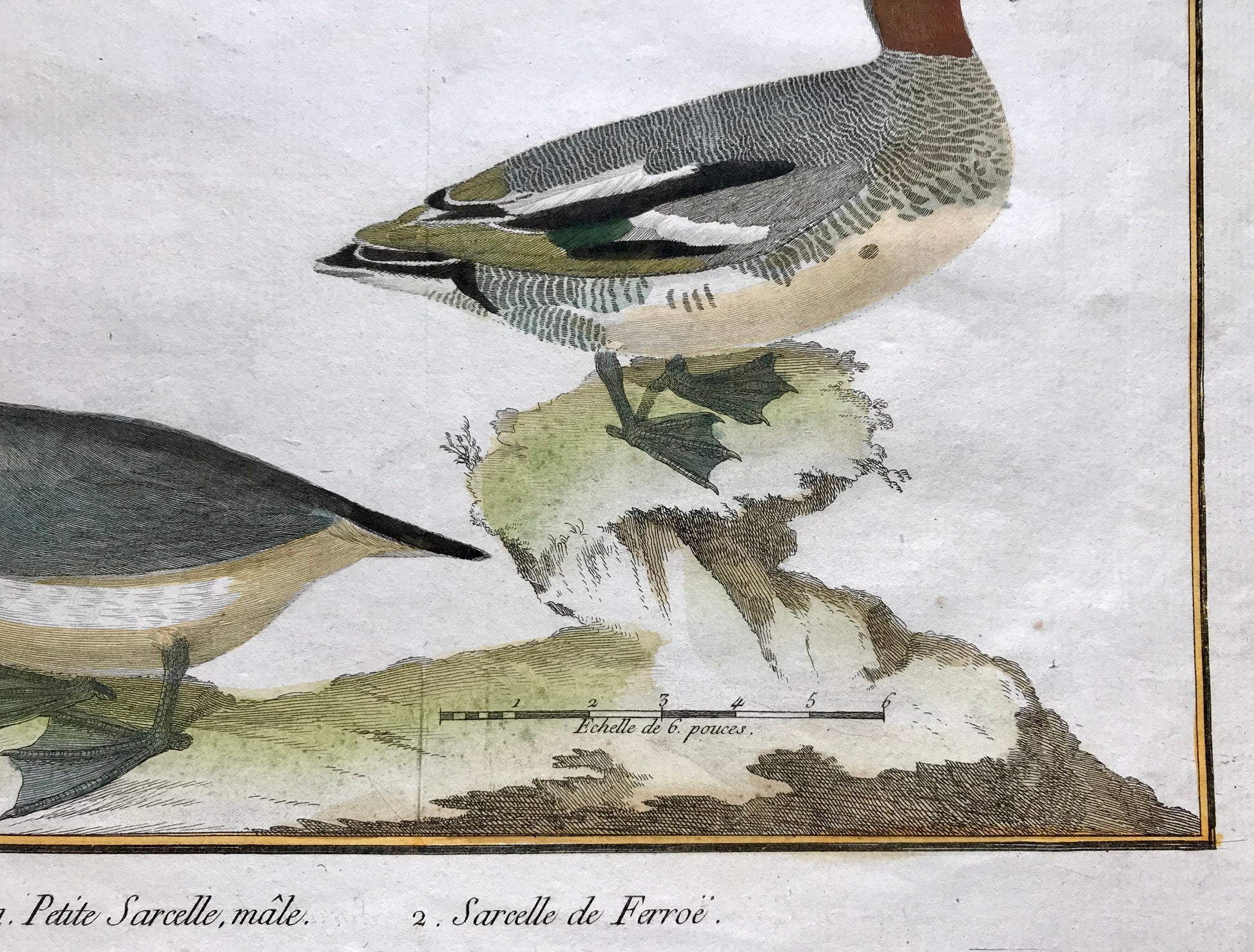 Petit Sarcelle, male. Sarcelle de Ferroe. Engravings of Sarcelle Ducks by Martinet. Hand coloured. Dated 1770. 24.5 x 33.5cms.
