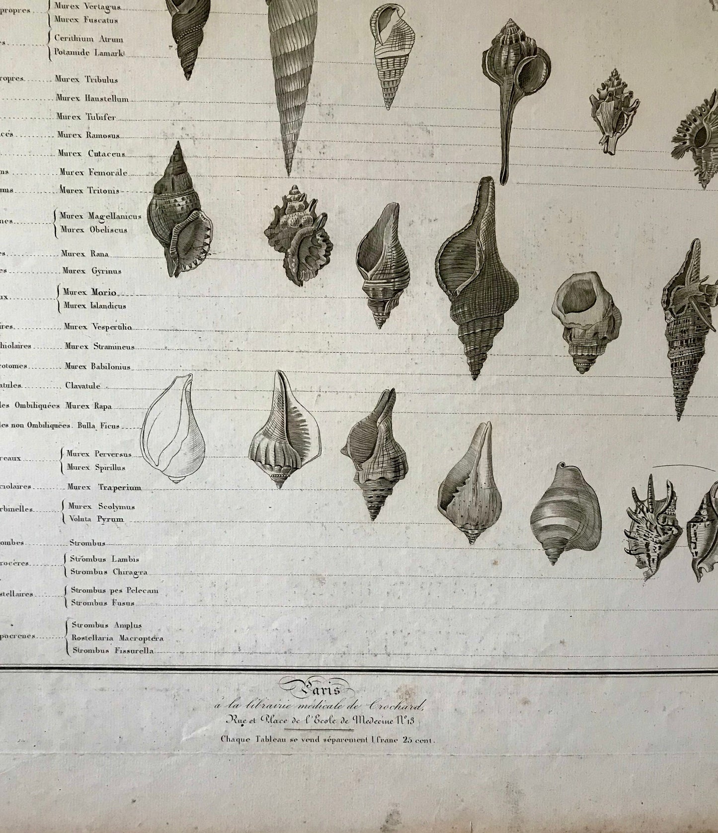 An Antique Poster Sized Engraving of Shells. (1827) From Le Regne Animal by Baron Cuvier. Drawn by Comte. Engraved by Remond. 57.5 x 83cms.