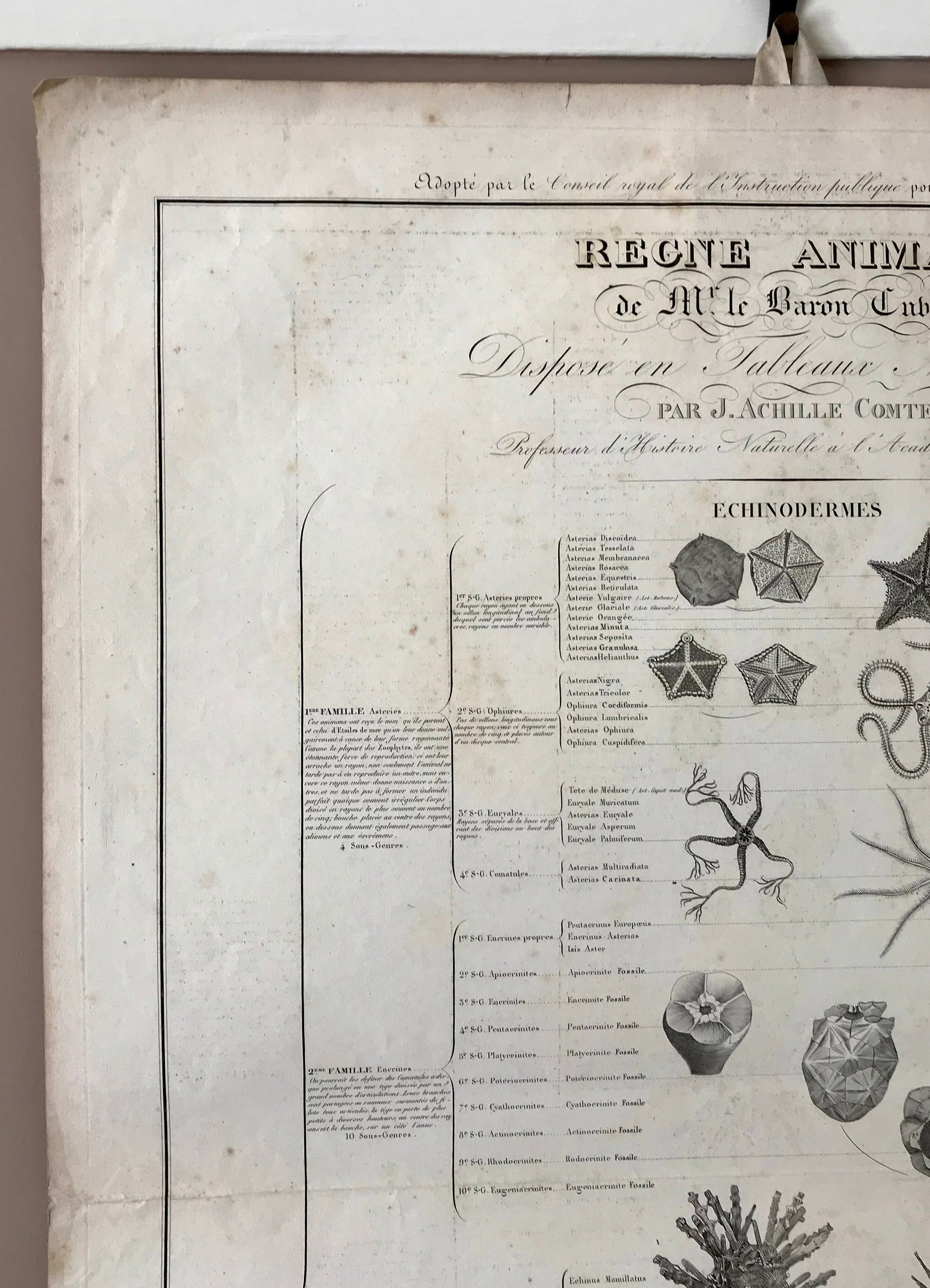 A Poster Sized Engraving of Starfish. From Le Regne Animal by Baron Cuvier. Drawn by Comte. 1827. Engraved by Remond. 57.5 x 83cms.