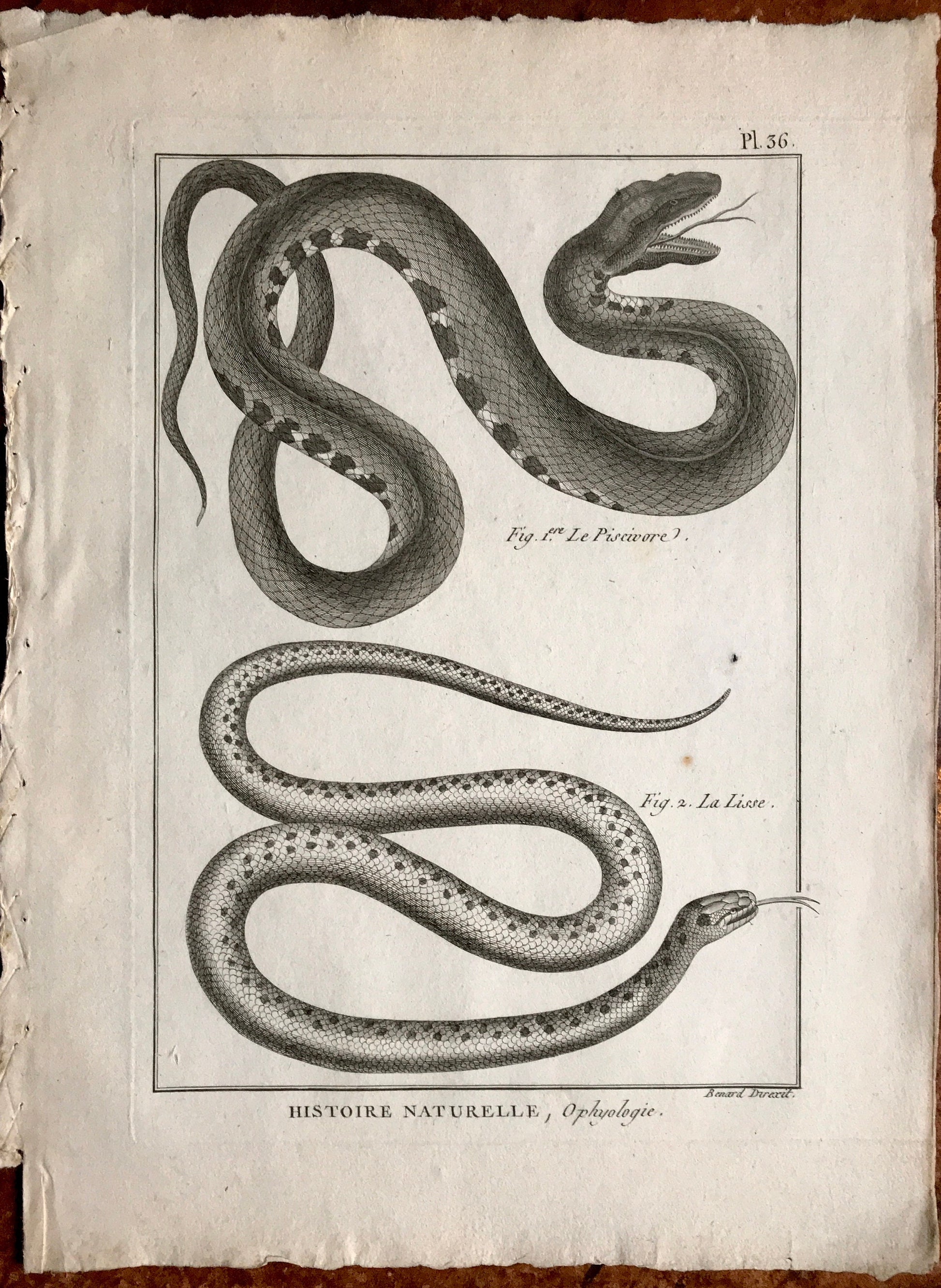 A Set of Six Engravings of Snakes. From The Tableau Encyclopedique. C.1790. Good size: 12” x 9.25 “approx (31.5 cms x 23cms)