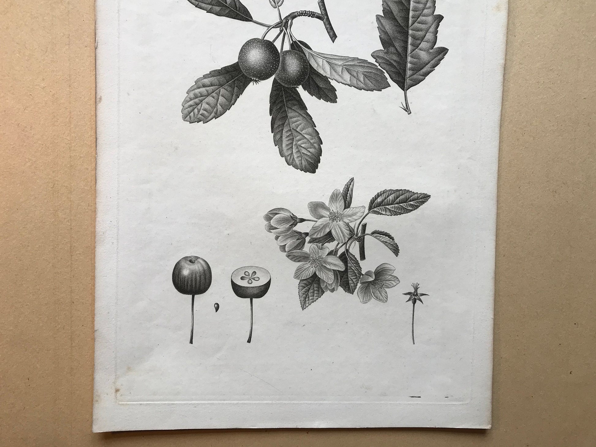 An Original 18th Century Engraving of a Fruiting Branch. With Detail of Fruit and Flower. French. By Debeuil. 13 1/4 x 10 inches.