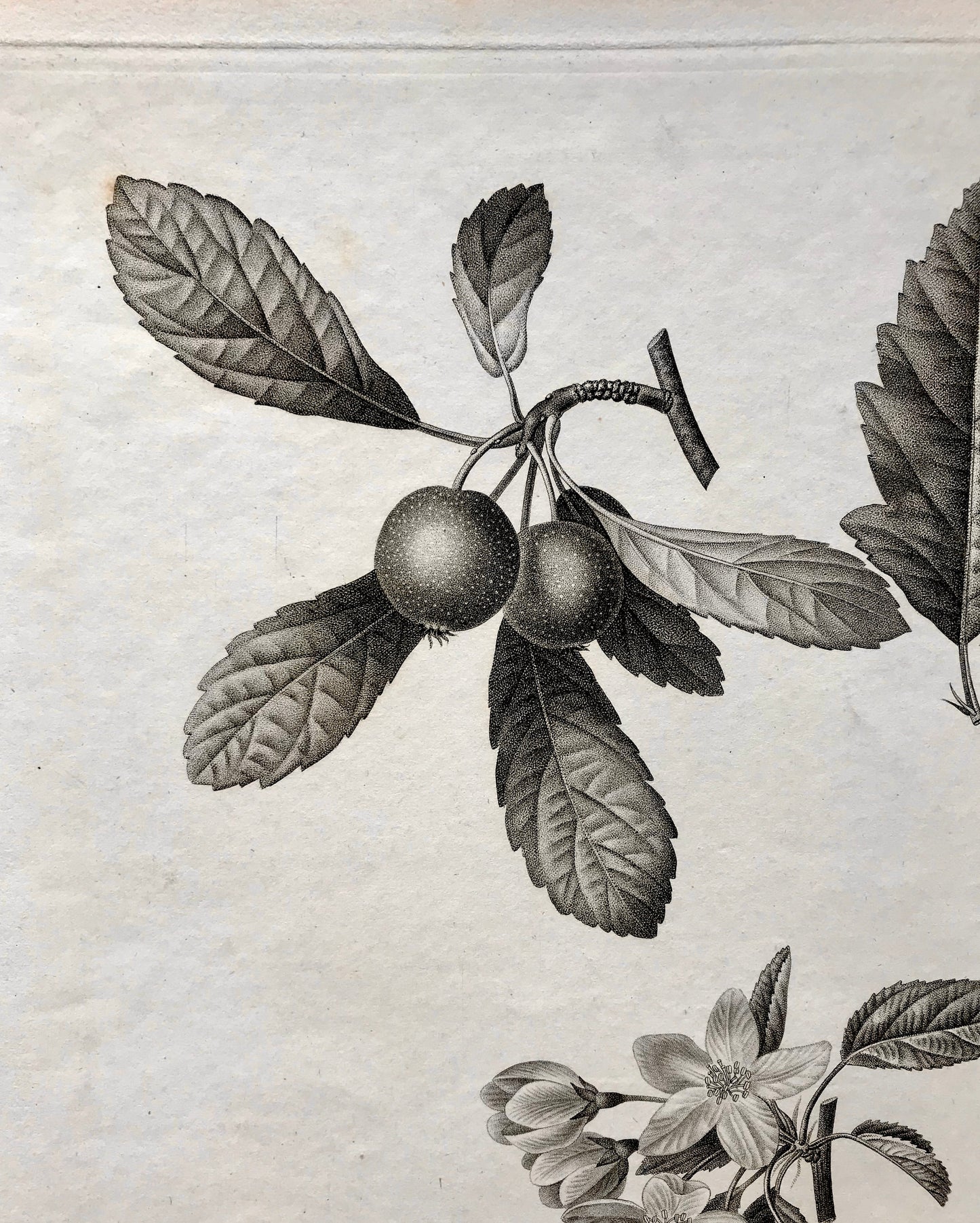 An Original 18th Century Engraving of a Fruiting Branch. With Detail of Fruit and Flower. French. By Debeuil. 13 1/4 x 10 inches.