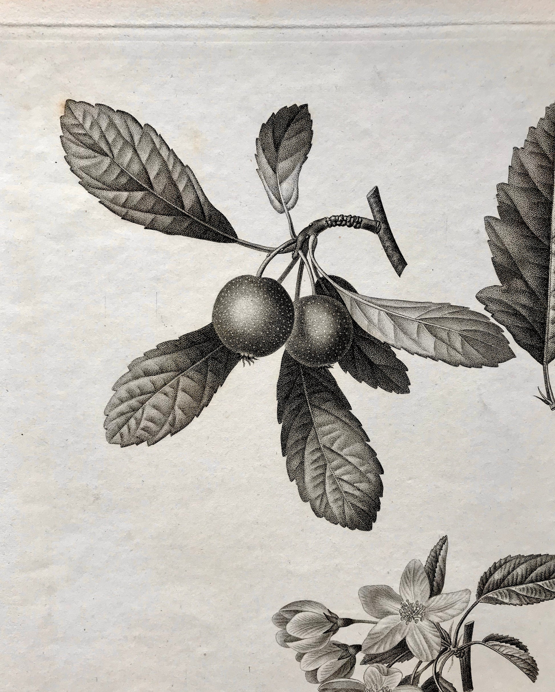 An Original 18th Century Engraving of a Fruiting Branch. With Detail of Fruit and Flower. French. By Debeuil. 13 1/4 x 10 inches.
