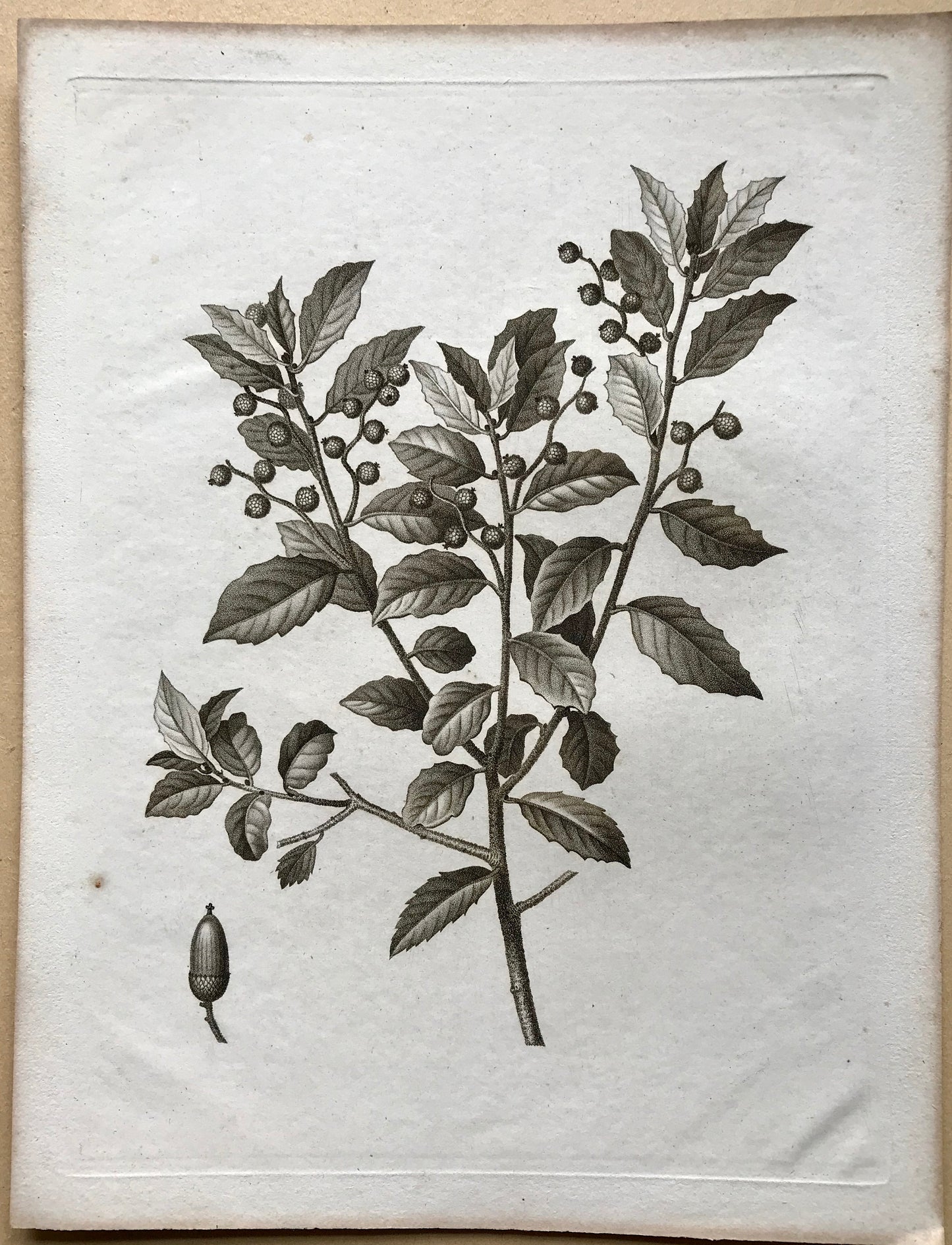 An Original 18th Century Engraving of an Oak Twig. French. By Debeuil. 13 1/4 x 10 inches.