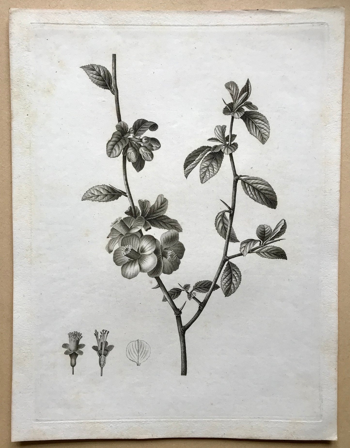 An Original 18th Century Engraving of a Sprig of Quince with details of flower and leaf. French. By Debeuil. 13 1/4 x 10 inches.