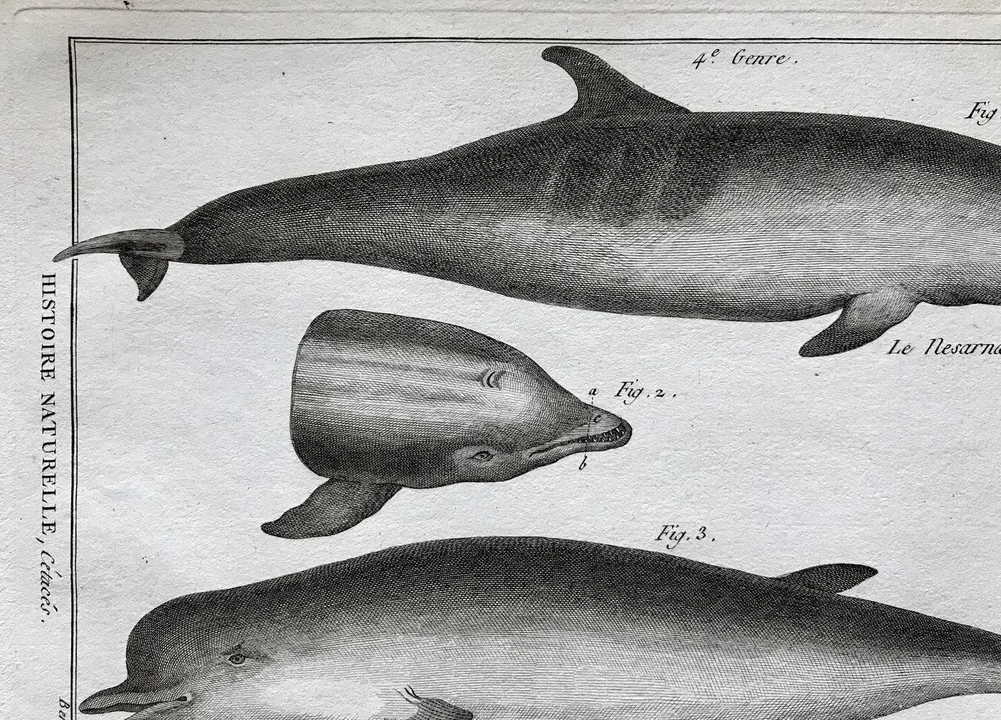An Antique Engraving of Dolphins. Black and White. Engraved by Bernard Direxit. French c. 1827. Very Good Condition. 31.5 x 23.5 cms.