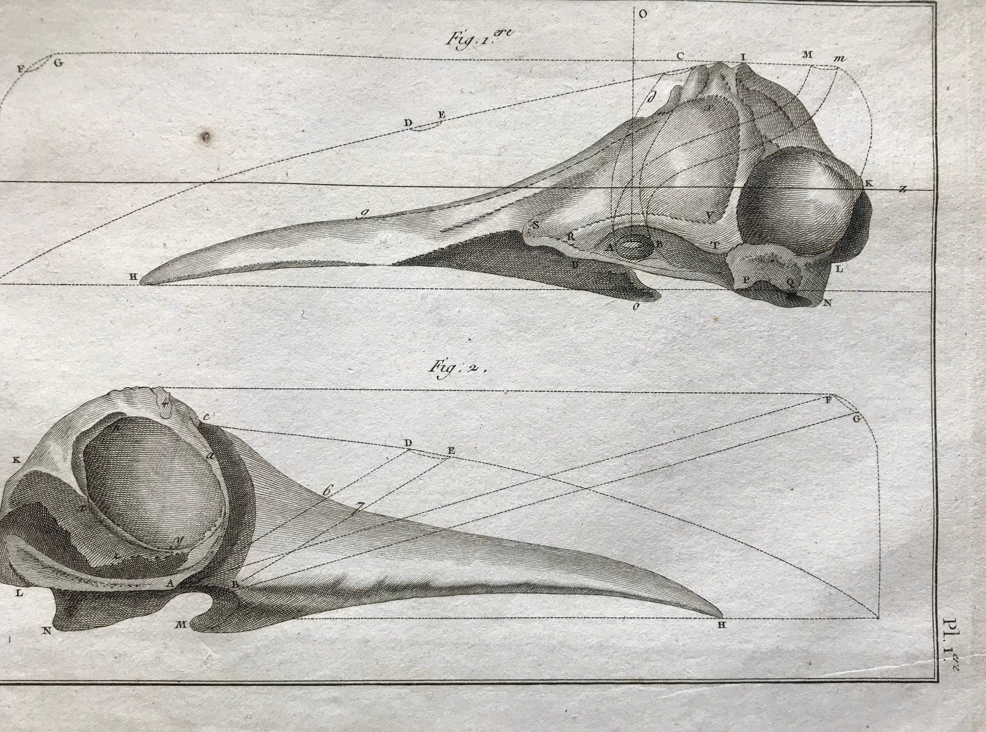 An Antique Engraving of Two Whale Skulls. Black and White. Engraved by Bernard Direxit. French c.1827. Very Good Condition. 31.5 x 23.5 cms.