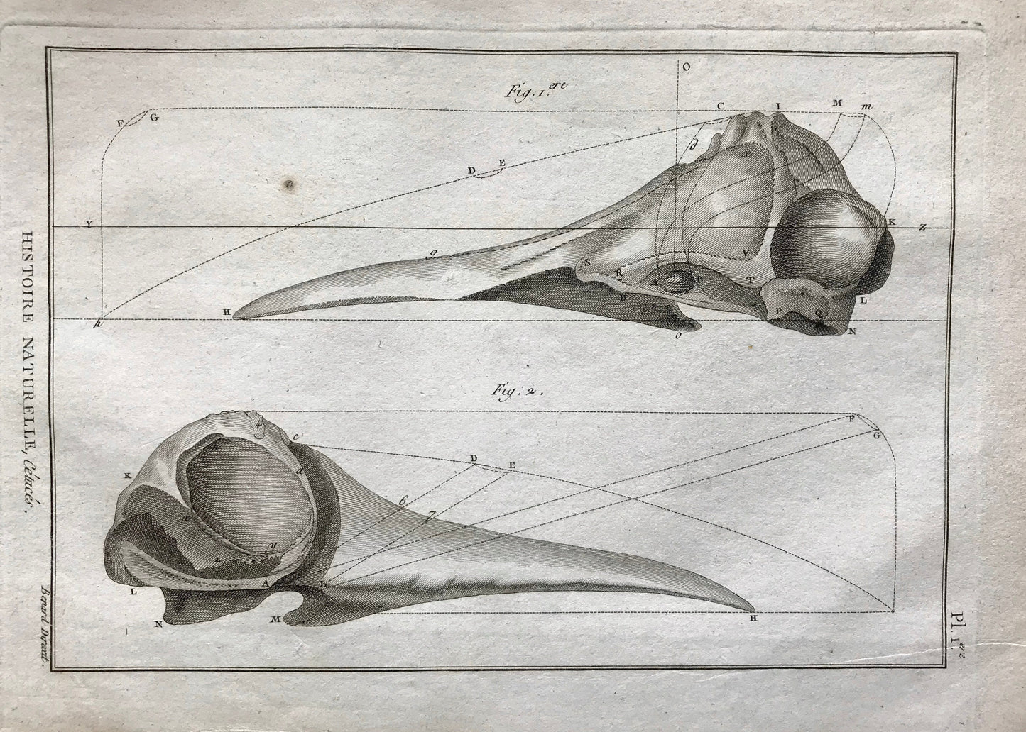 An Antique Engraving of Two Whale Skulls. Black and White. Engraved by Bernard Direxit. French c.1827. Very Good Condition. 31.5 x 23.5 cms.