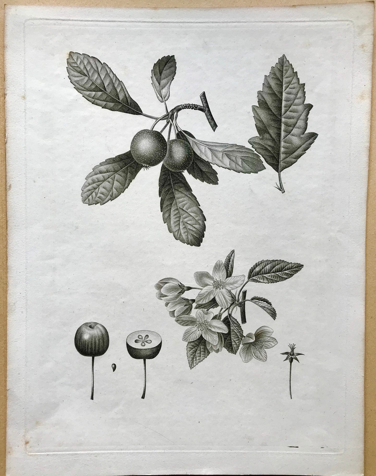 An Original 18th Century Engraving of a Fruiting Branch. With Detail of Fruit and Flower. French. By Debeuil. 13 1/4 x 10 inches.