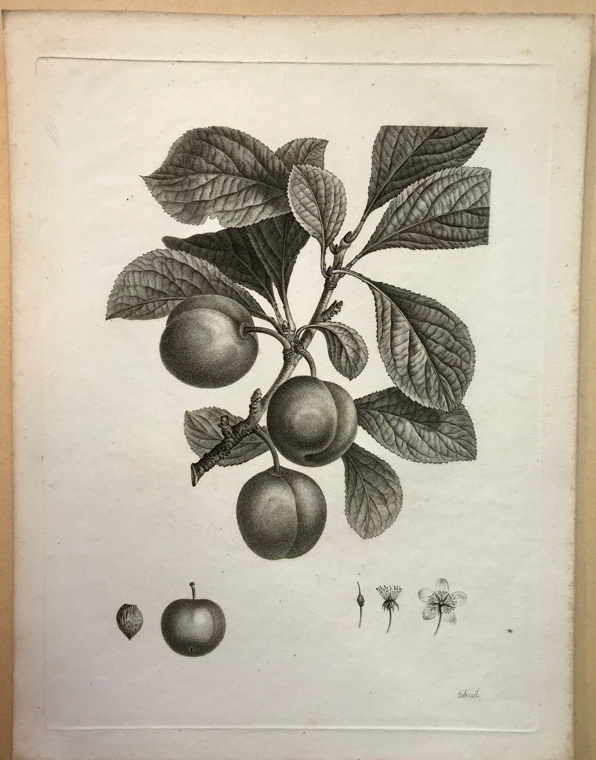 An Original 18th Century Engraving of a Plum Tree. With details of fruit and flower. French. By Debeuil. 13 1/4 x 10 inches.