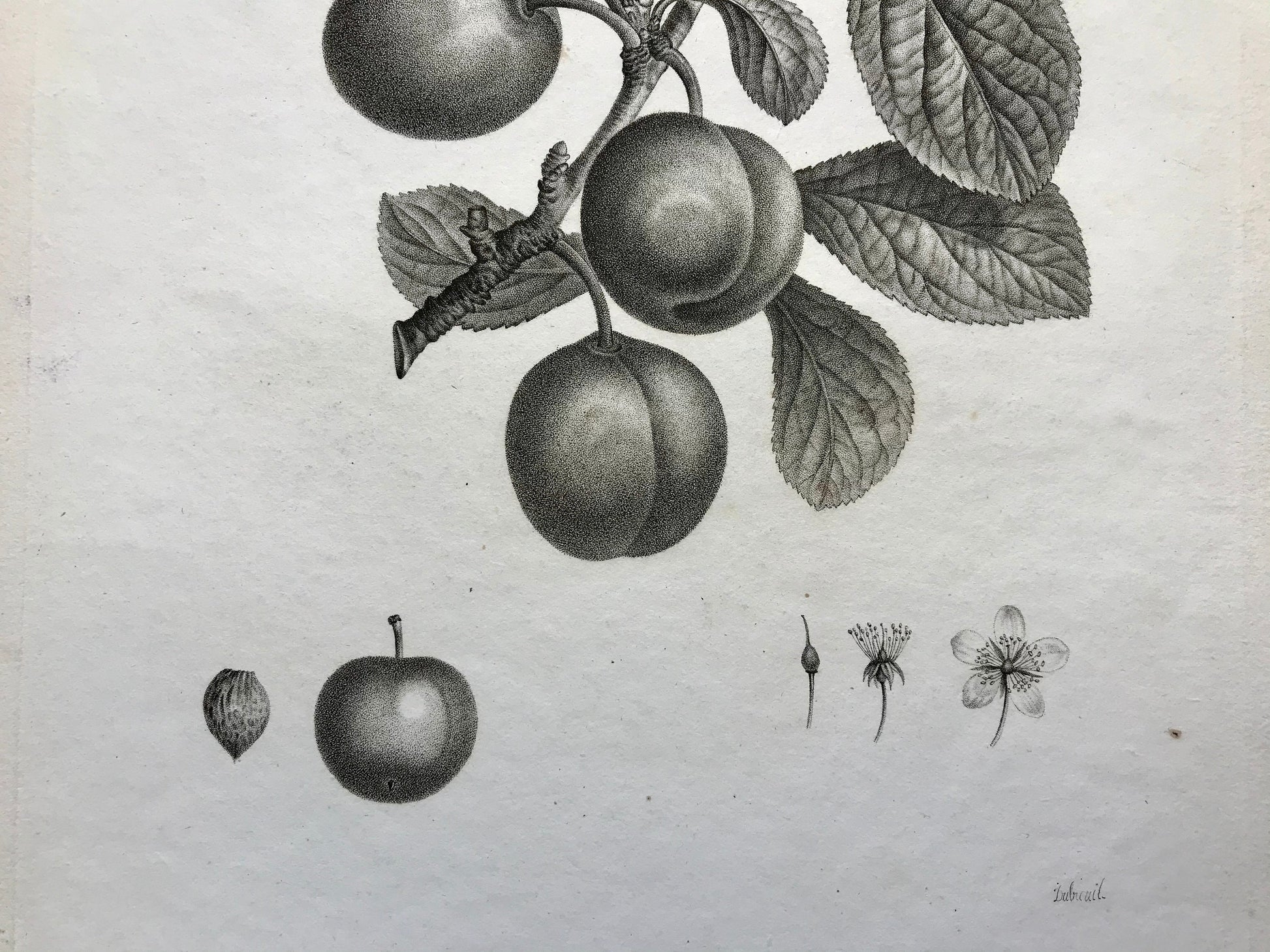 An Original 18th Century Engraving of a Plum Tree. With details of fruit and flower. French. By Debeuil. 13 1/4 x 10 inches.