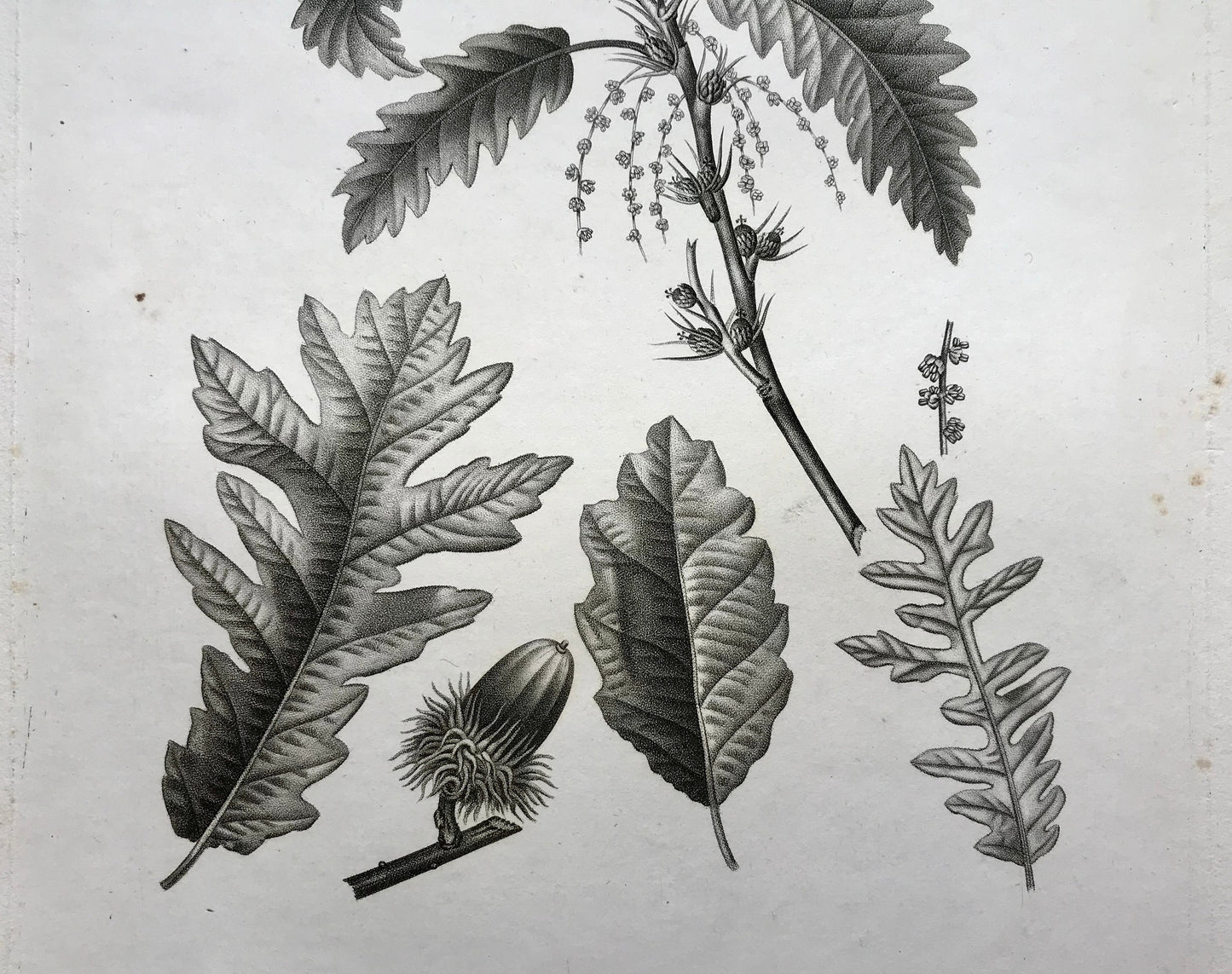 An Original 18th Century Engraving of A Sprig of Oak Tree. With Details of Leaves and Acorn. French. By Debeuil. 13 1/4 x 10 inches.