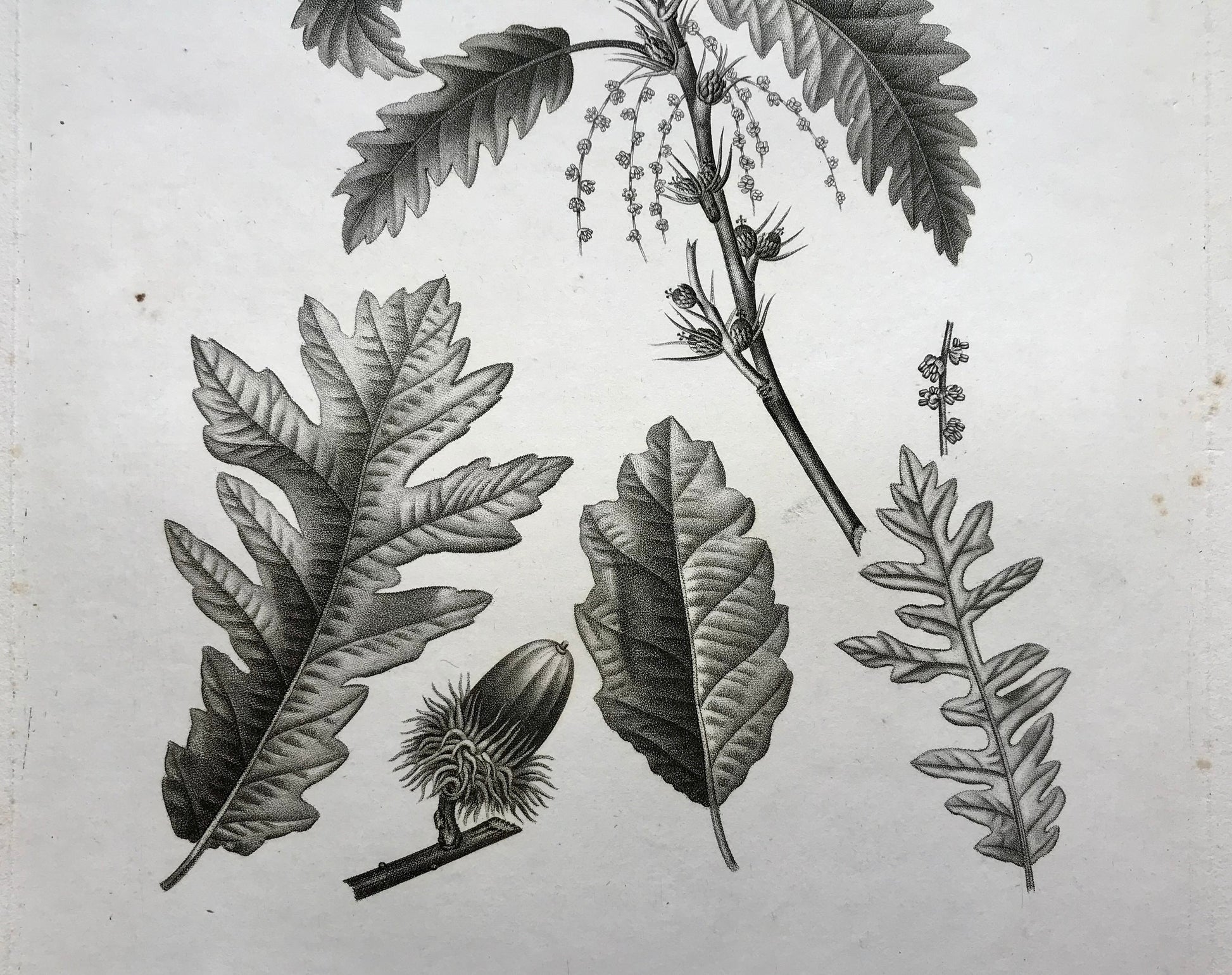 An Original 18th Century Engraving of A Sprig of Oak Tree. With Details of Leaves and Acorn. French. By Debeuil. 13 1/4 x 10 inches.