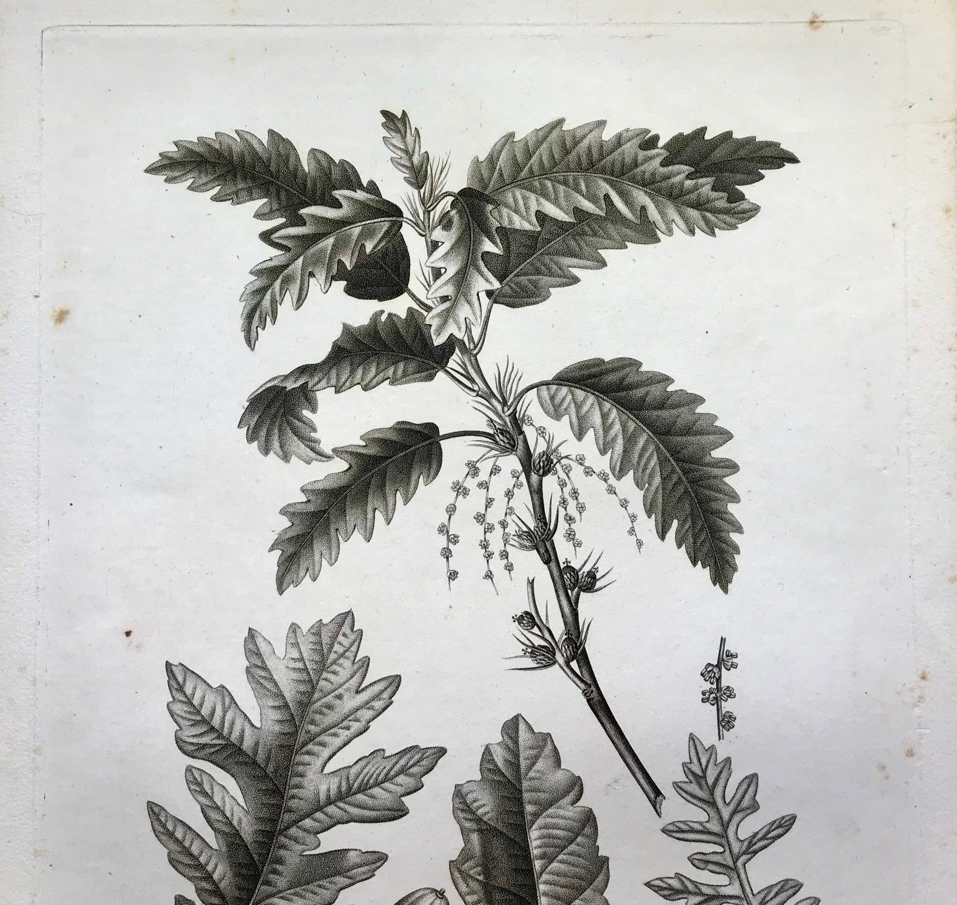 An Original 18th Century Engraving of A Sprig of Oak Tree. With Details of Leaves and Acorn. French. By Debeuil. 13 1/4 x 10 inches.