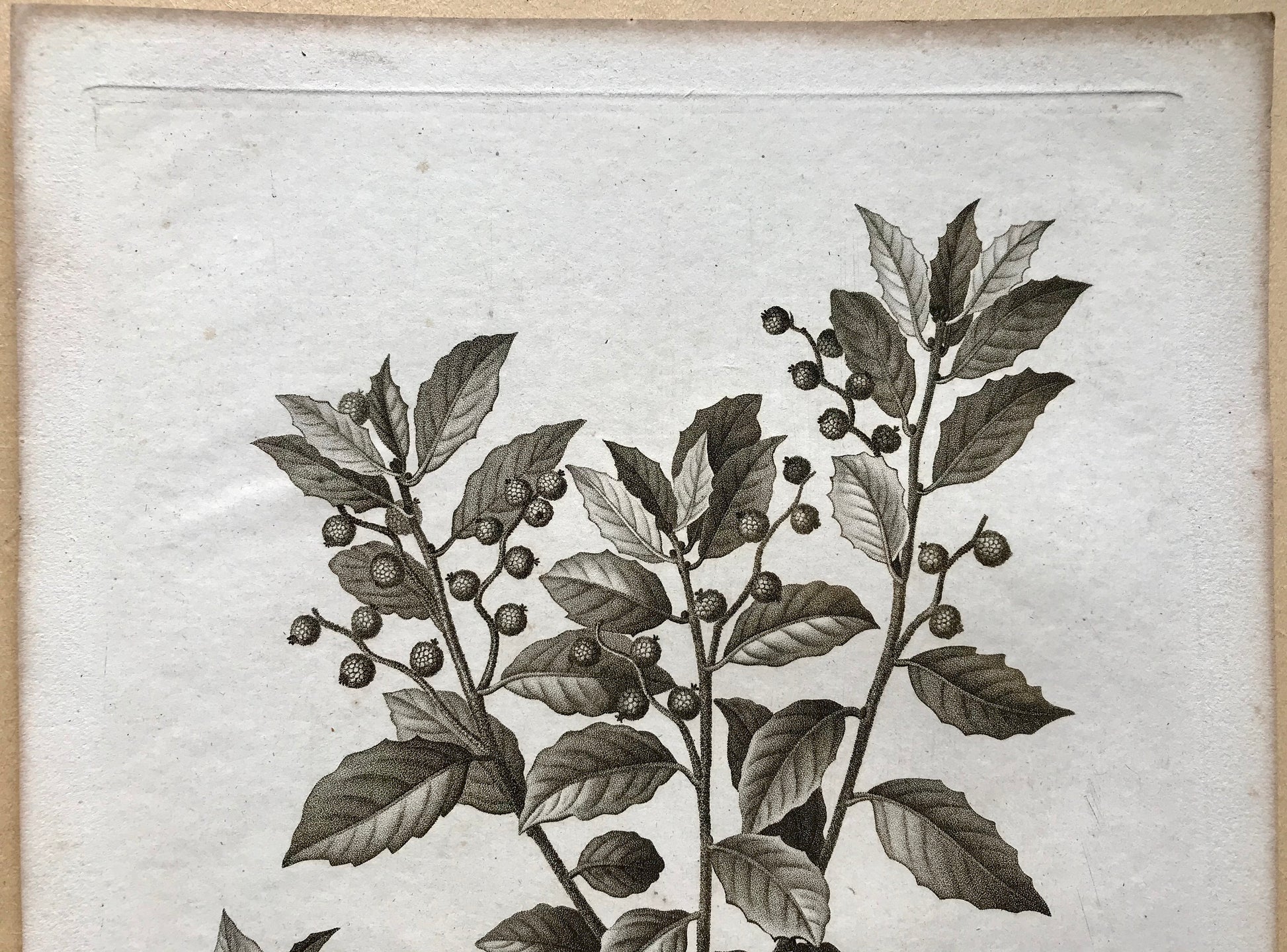 An Original 18th Century Engraving of an Oak Twig. French. By Debeuil. 13 1/4 x 10 inches.