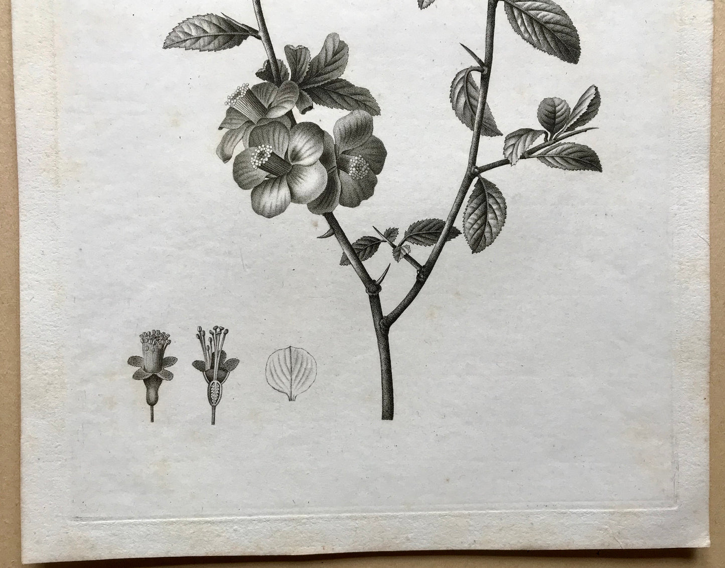 An Original 18th Century Engraving of a Sprig of Quince with details of flower and leaf. French. By Debeuil. 13 1/4 x 10 inches.