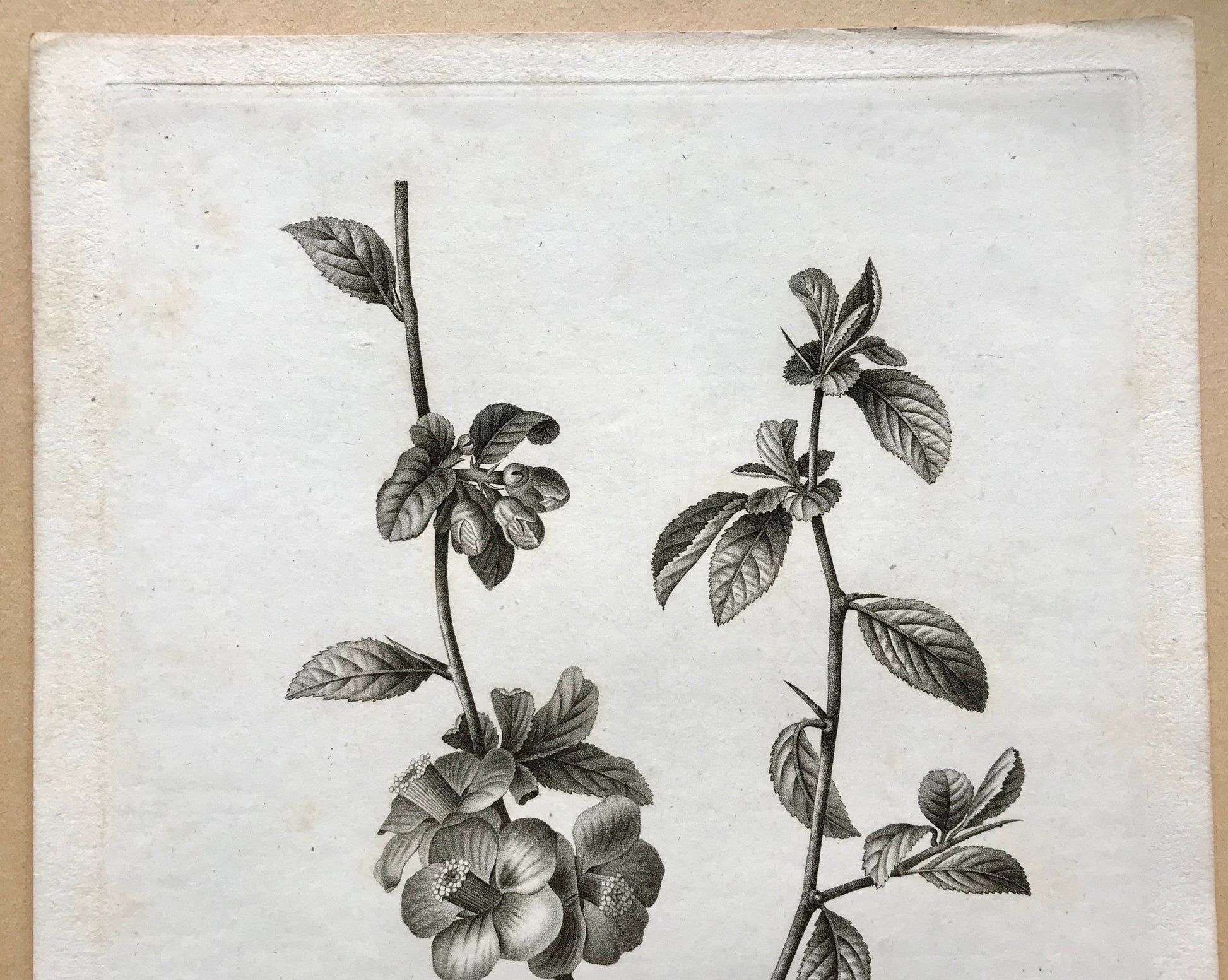 An Original 18th Century Engraving of a Sprig of Quince with details of flower and leaf. French. By Debeuil. 13 1/4 x 10 inches.