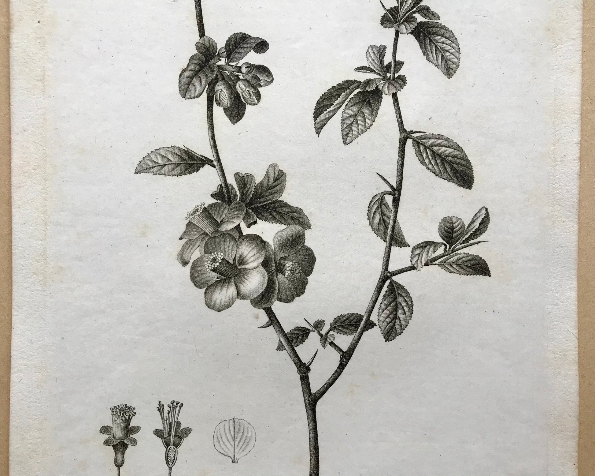 An Original 18th Century Engraving of a Sprig of Quince with details of flower and leaf. French. By Debeuil. 13 1/4 x 10 inches.