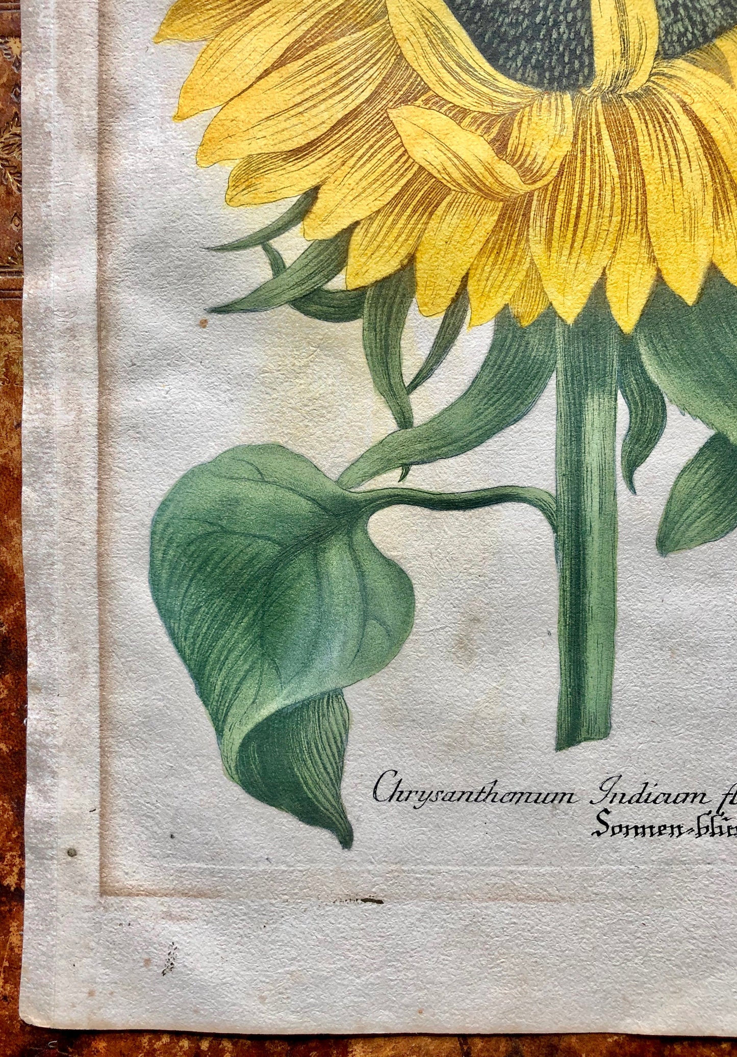 An engraving. Chrysanthemum: Indicum flore et semine maximum. From The Phythanthoza Iconographica. Dated 1735. 39 x 25 cms.