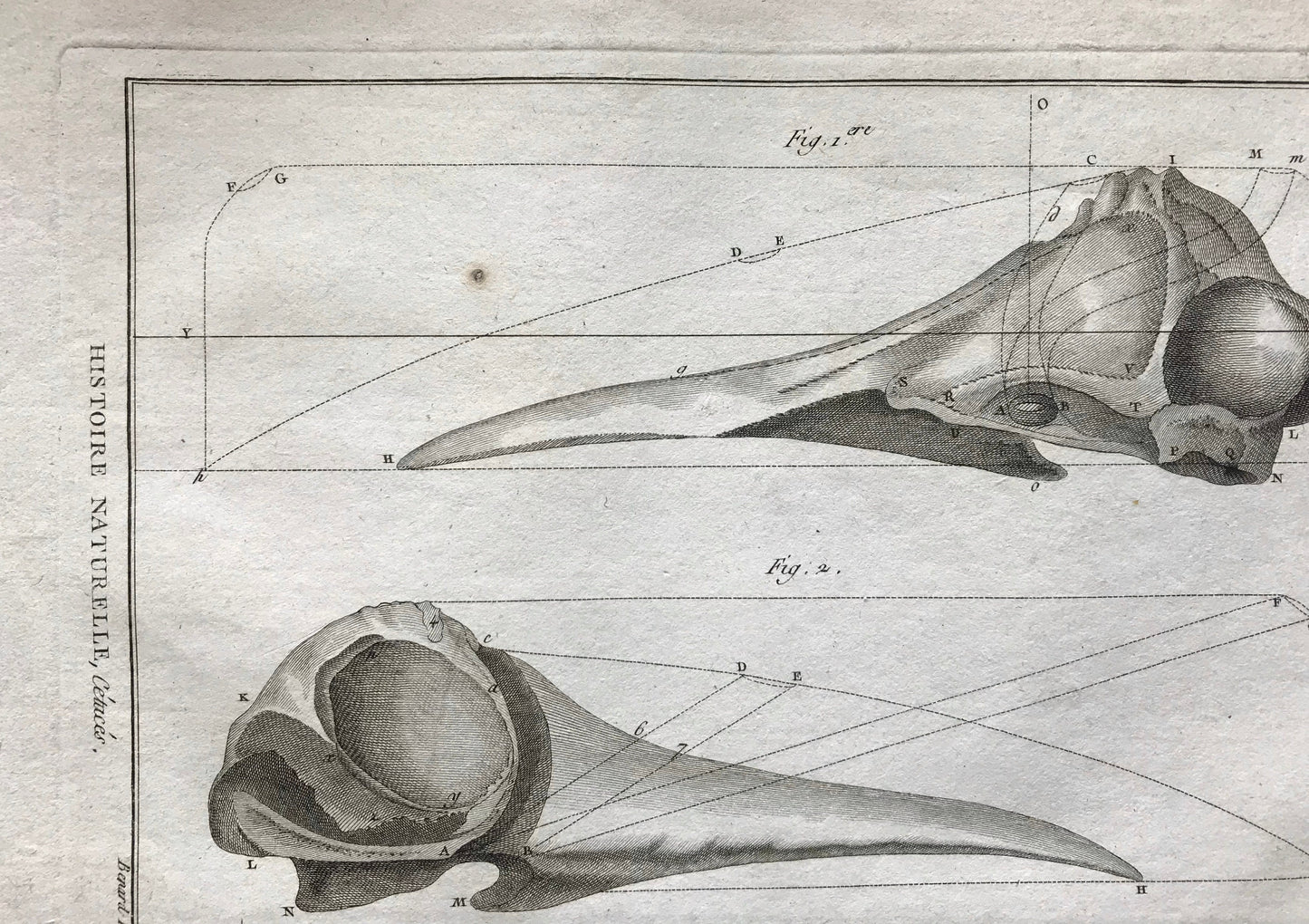 An Antique Engraving of Two Whale Skulls. Black and White. Engraved by Bernard Direxit. French c.1827. Very Good Condition. 31.5 x 23.5 cms.