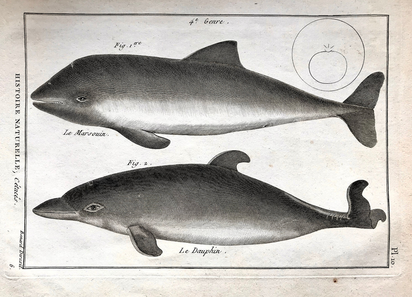 An Antique Engraving of a Dolphins. Engraved by Bernard Direxit. French c.1827. Very Good Condition. 31.5 x 23.5 cms.