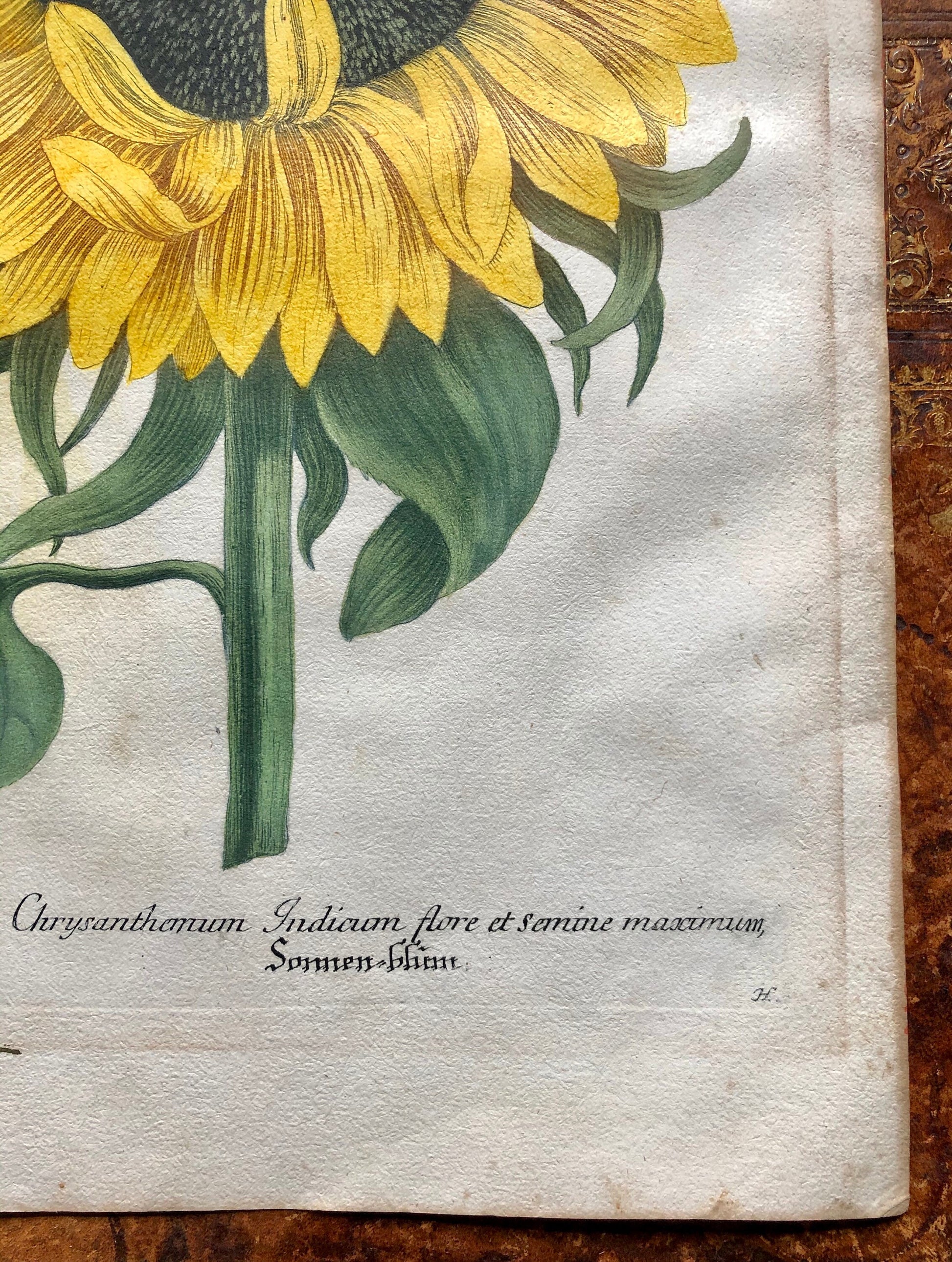 An engraving. Chrysanthemum: Indicum flore et semine maximum. From The Phythanthoza Iconographica. Dated 1735. 39 x 25 cms.