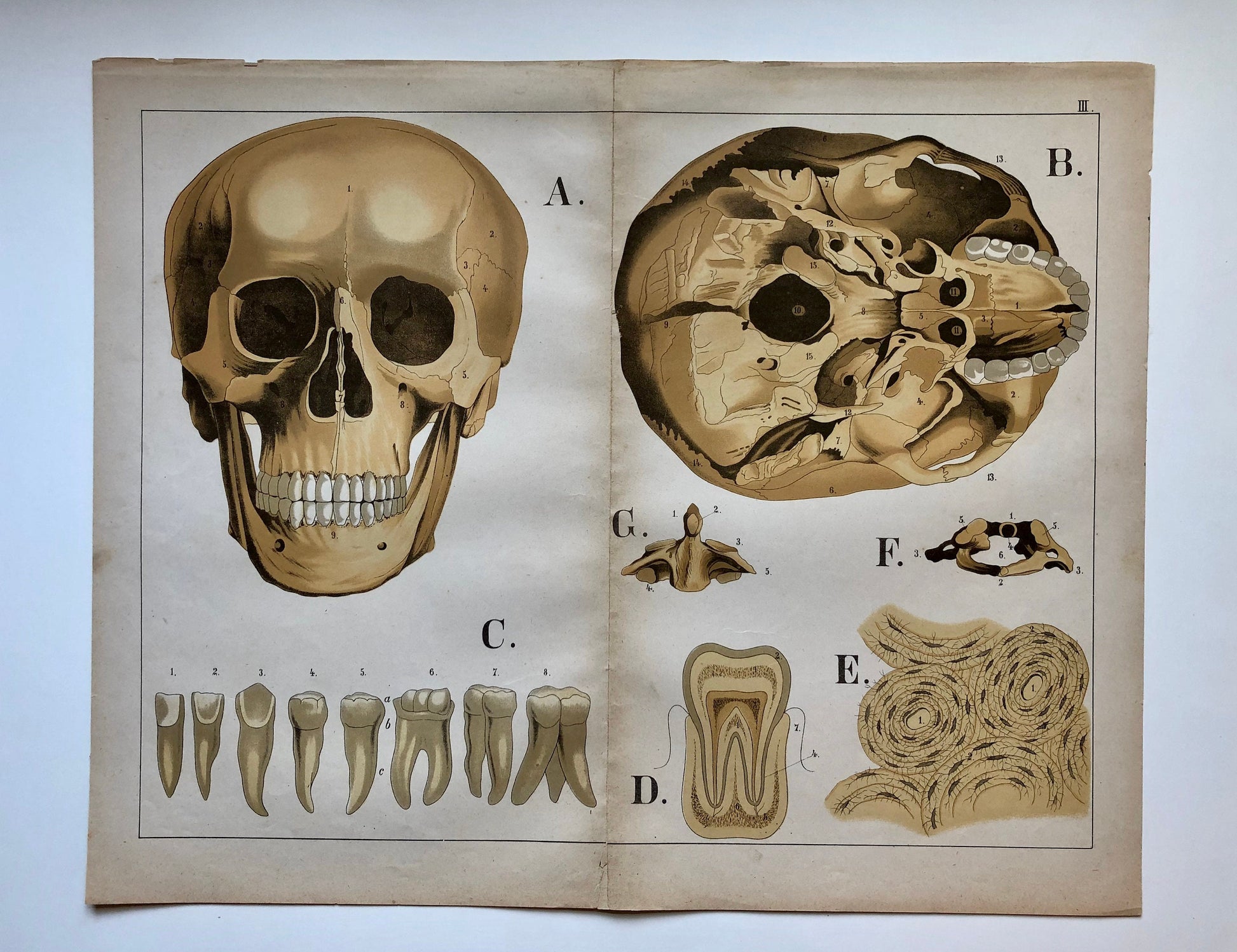 A Collection of 18 Original Antique Prints From The Atlas of Anatomy by Mrs Fenwick Miller. Rare items. Dated 1888. Large: 64 x 40 cms.