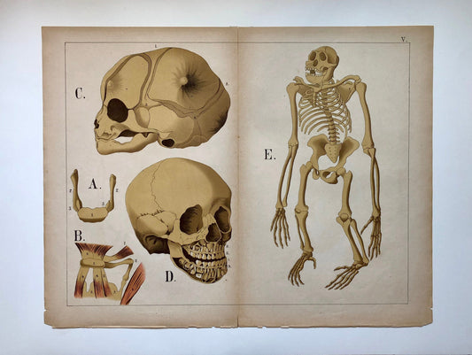 A Collection of 18 Antique Prints From The Atlas of Anatomy by Mrs Fenwick Miller. Rare items. Dated 1888. Large: 64 x 40 cms.