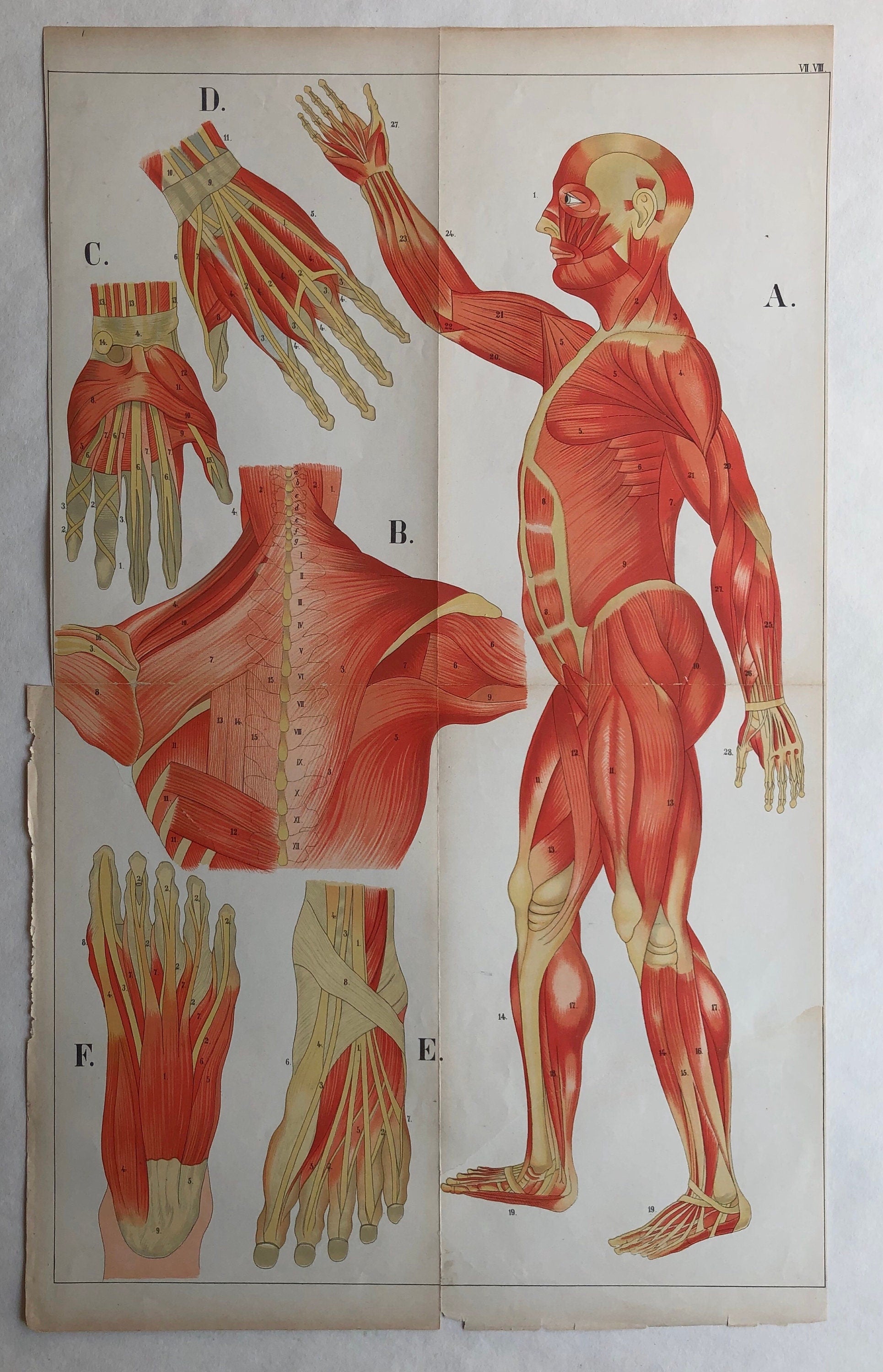 A Collection of 18 Antique Prints From The Atlas of Anatomy by Mrs Fenwick Miller. Rare items. Dated 1888. Large: 64 x 40 cms.