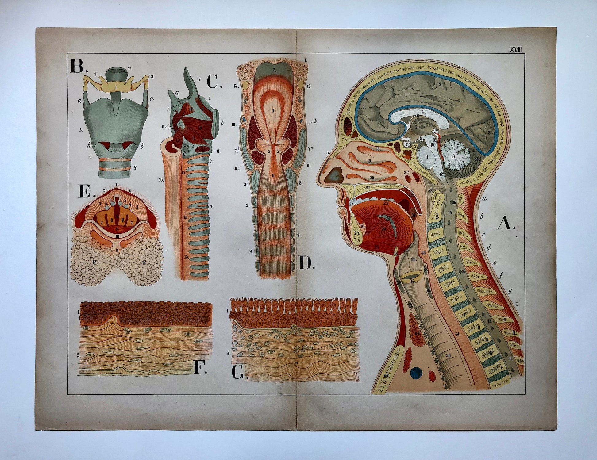 A Collection of 18 Original Antique Prints From The Atlas of Anatomy by Mrs Fenwick Miller. Rare items. Dated 1888. Large: 64 x 40 cms.