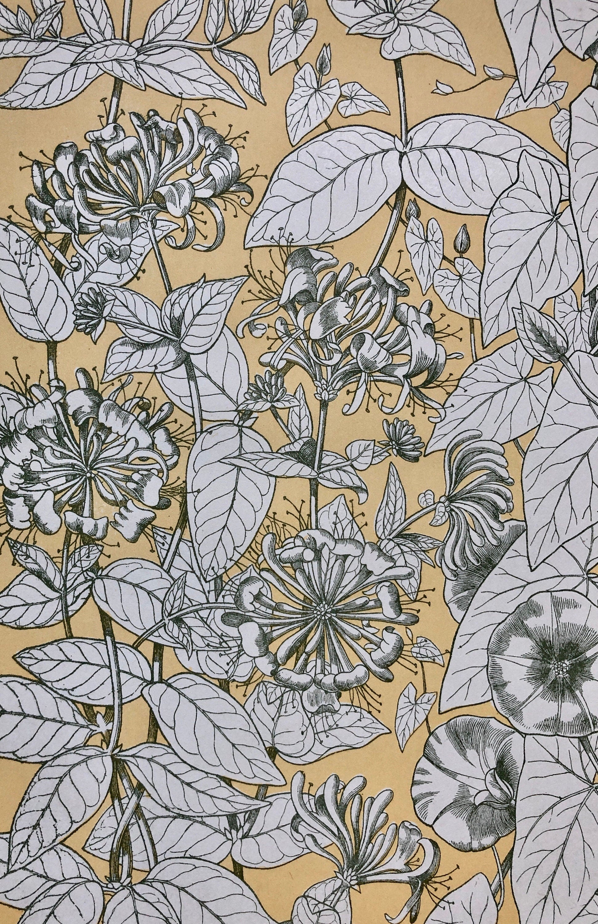 Leaves From Nature No 9. A Plate From The Grammar of Ornament by Owen Jones (1809 - 68). Size: 33 x 23 cms.