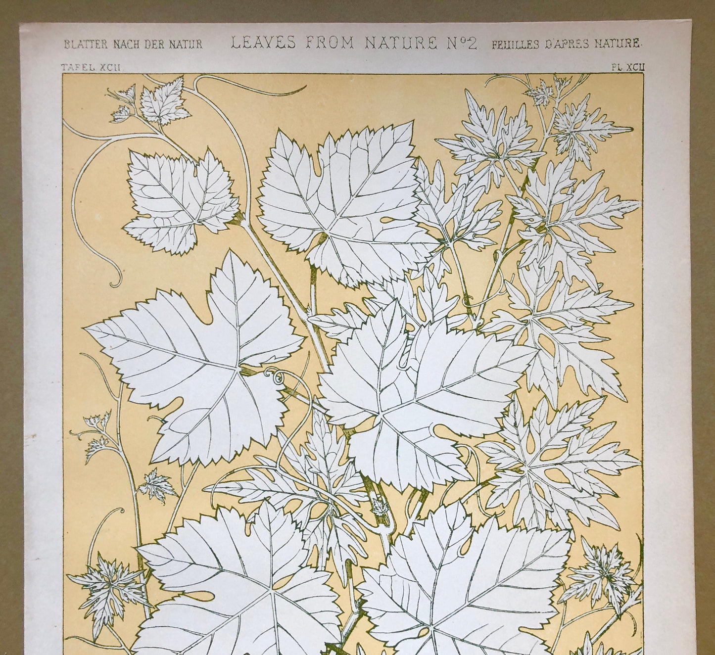Vine Leaves. Leaves From Nature No 2. A Plate From The Grammar of Ornament by Owen Jones (1809 - 68). Size: 33 x 23 cms.