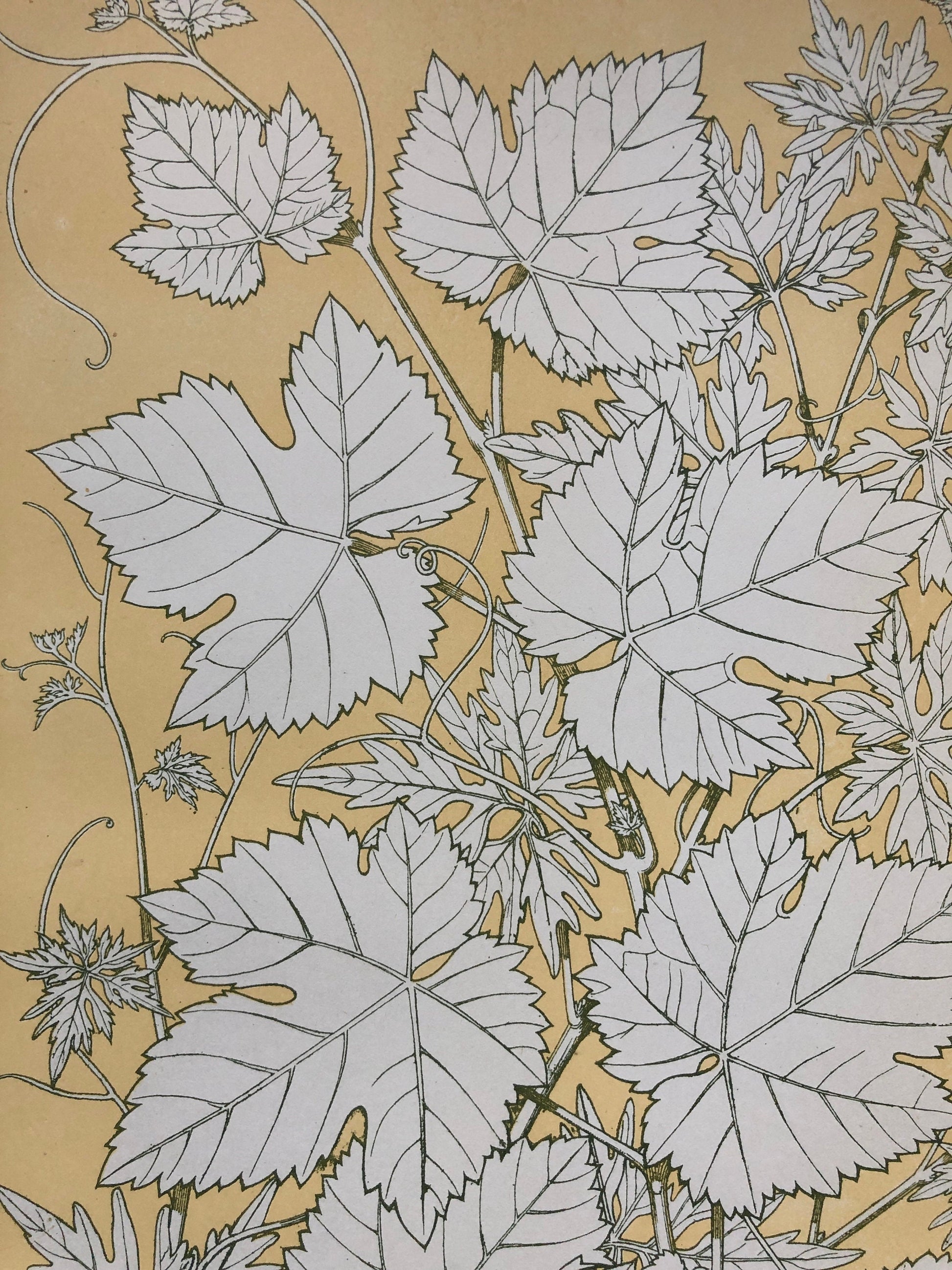 Vine Leaves. Leaves From Nature No 2. A Plate From The Grammar of Ornament by Owen Jones (1809 - 68). Size: 33 x 23 cms.