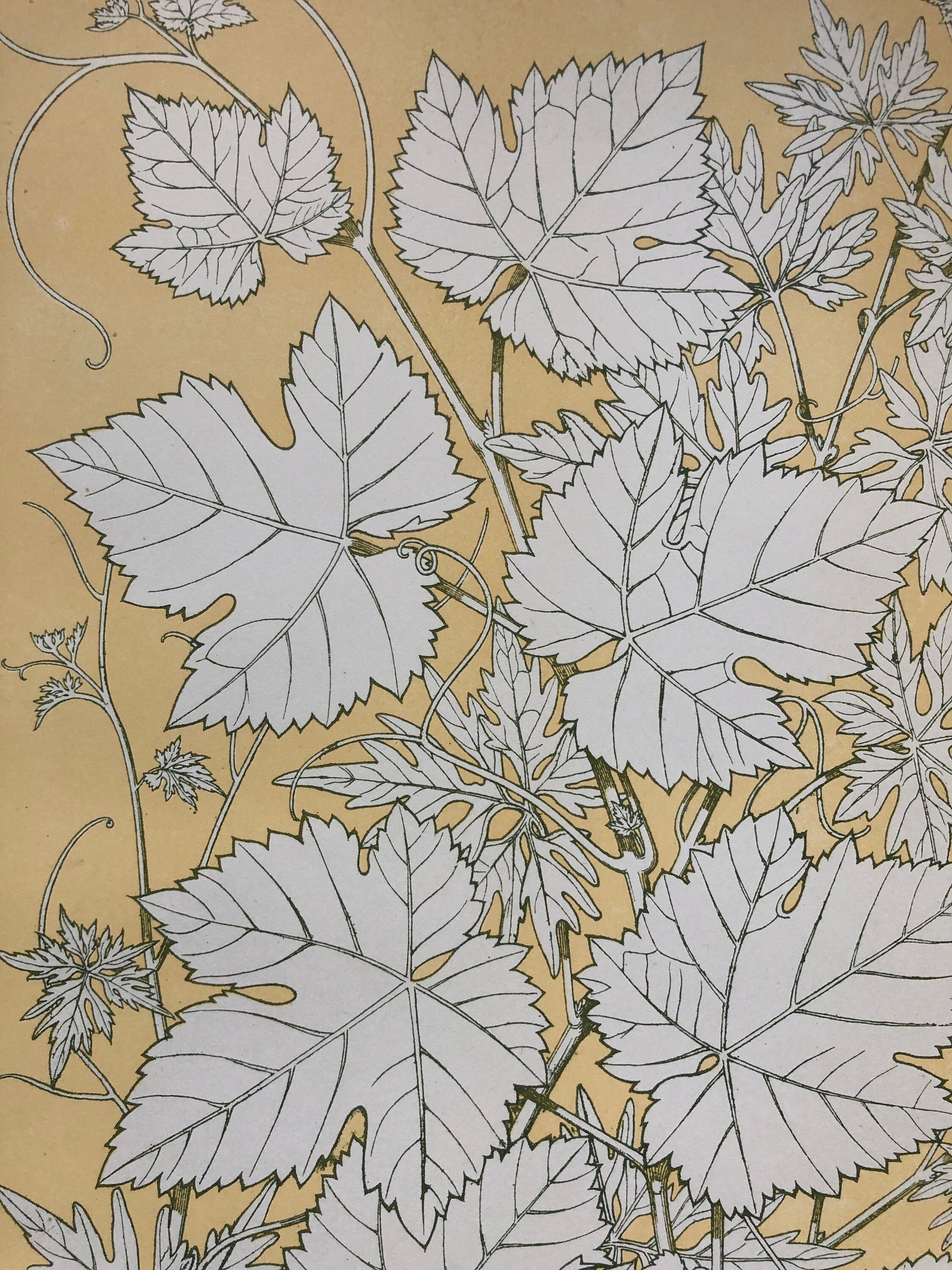 Vine Leaves. Leaves From Nature No 2. An Original Plate From The Grammar of Ornament by Owen Jones (1809 - 68). Size: 33 x 23 cms.