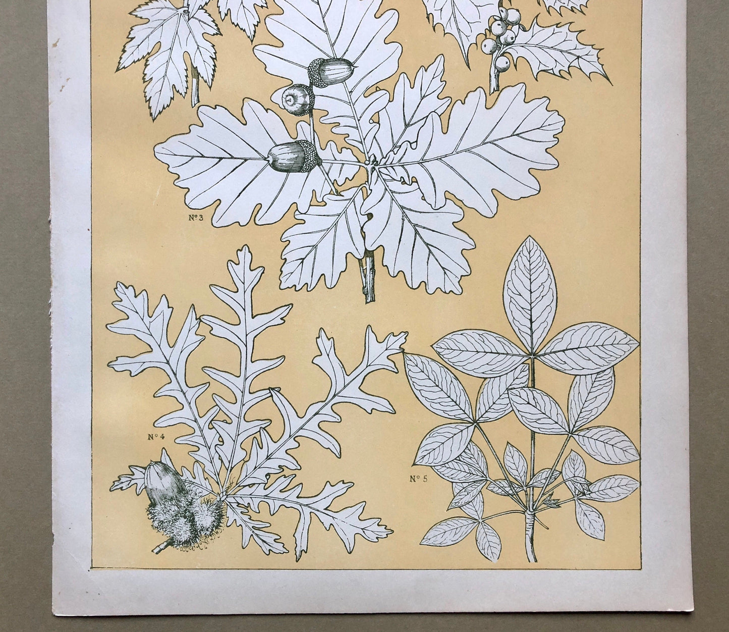 Leaves From Nature No 5. A Plate From The Grammar of Ornament by Owen Jones (1809 - 68). Size: 33 x 23 cms.