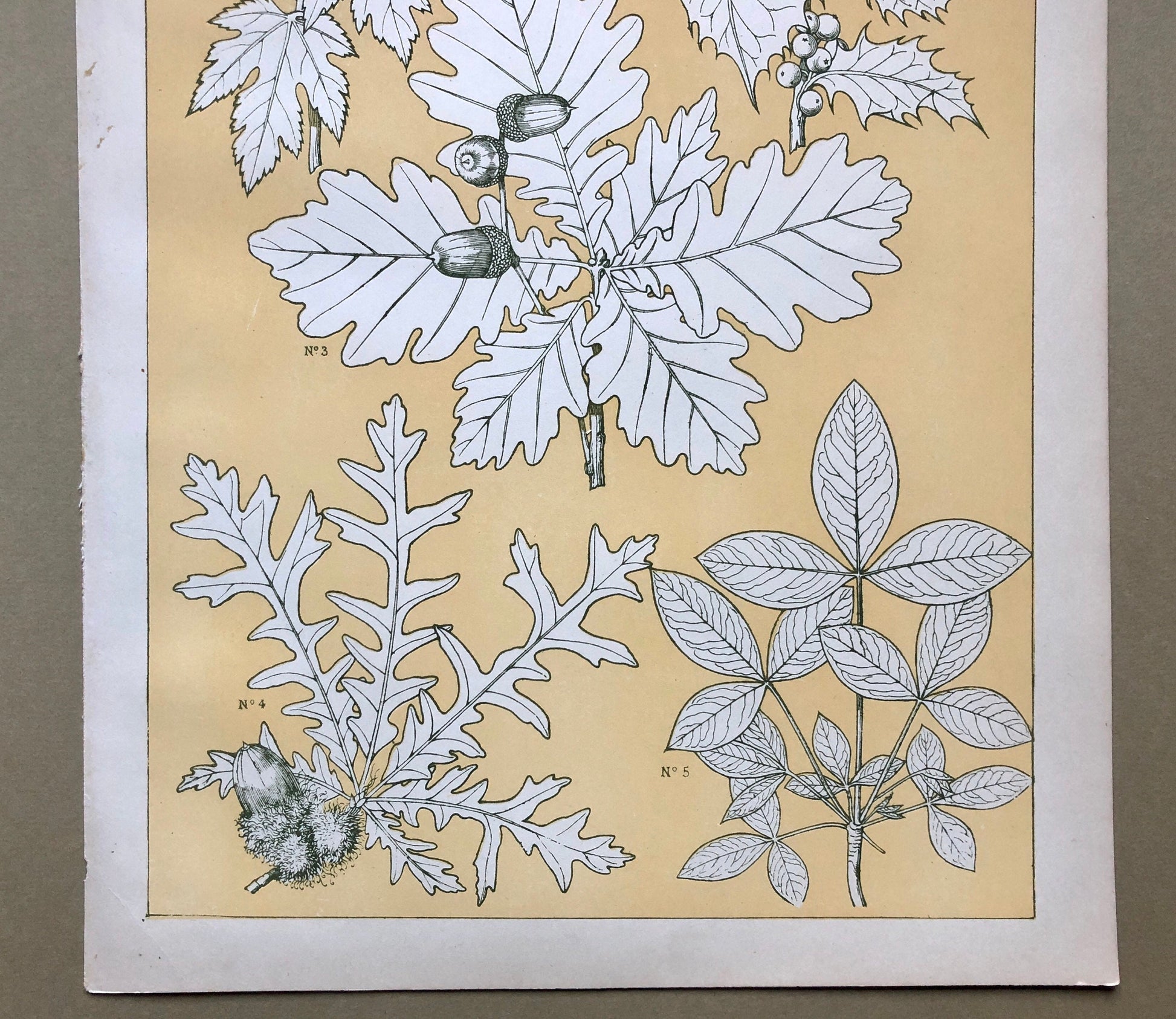 Leaves From Nature No 5. A Plate From The Grammar of Ornament by Owen Jones (1809 - 68). Size: 33 x 23 cms.
