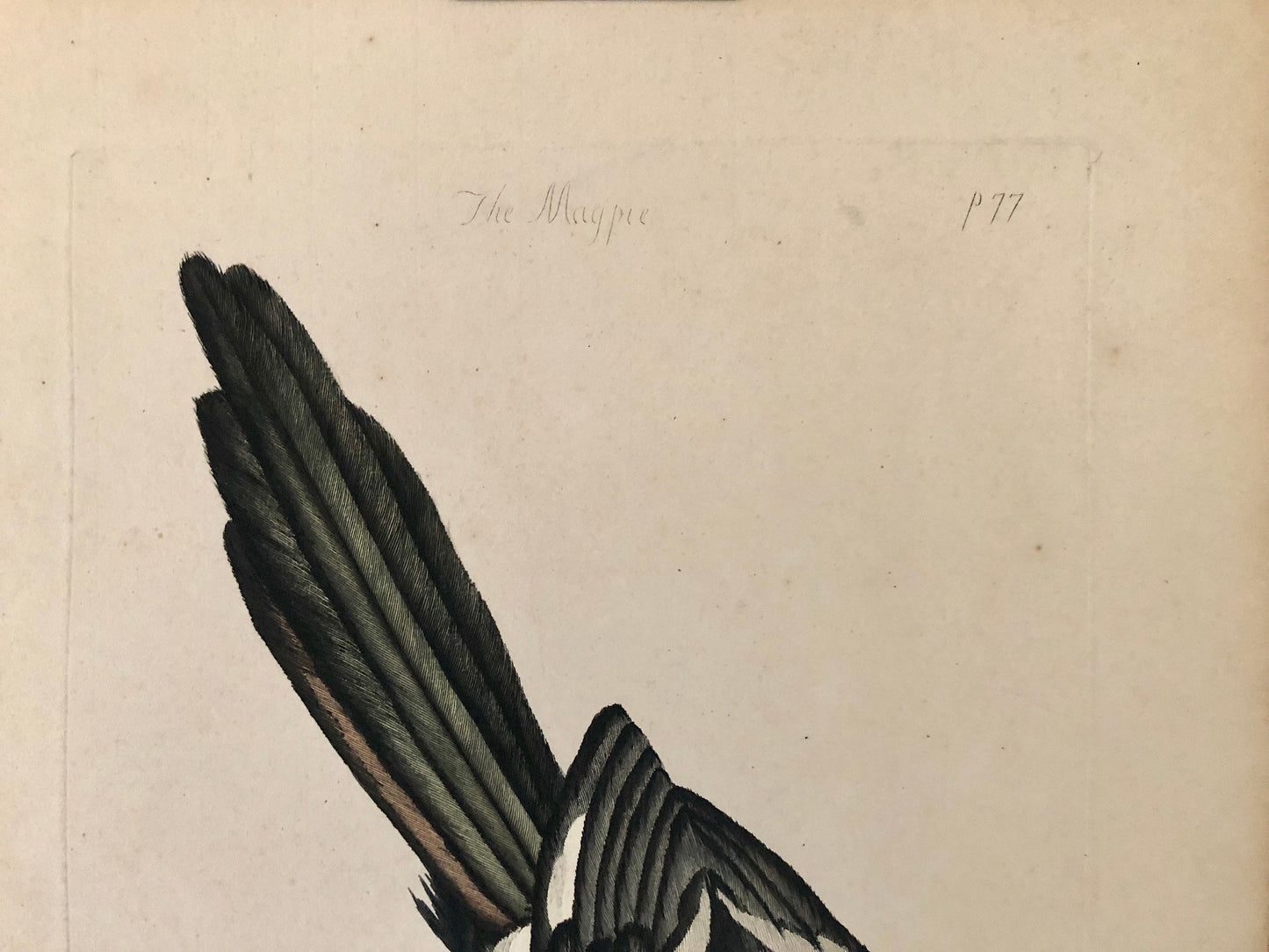 The Magpie. An Antique Hand Coloured Etching by Peter Mazell. Dated 1780. Size: 53 x 35 cms.