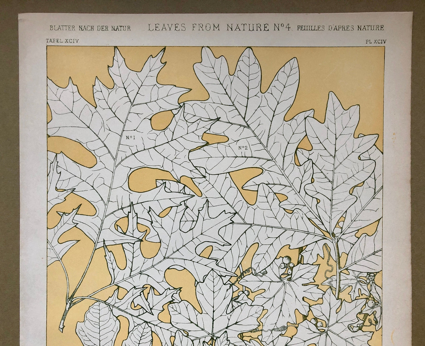 Leaves From Nature No 4. An Original Plate From The Grammar of Ornament by Owen Jones (1809 - 68). Size: 33 x 23 cms.