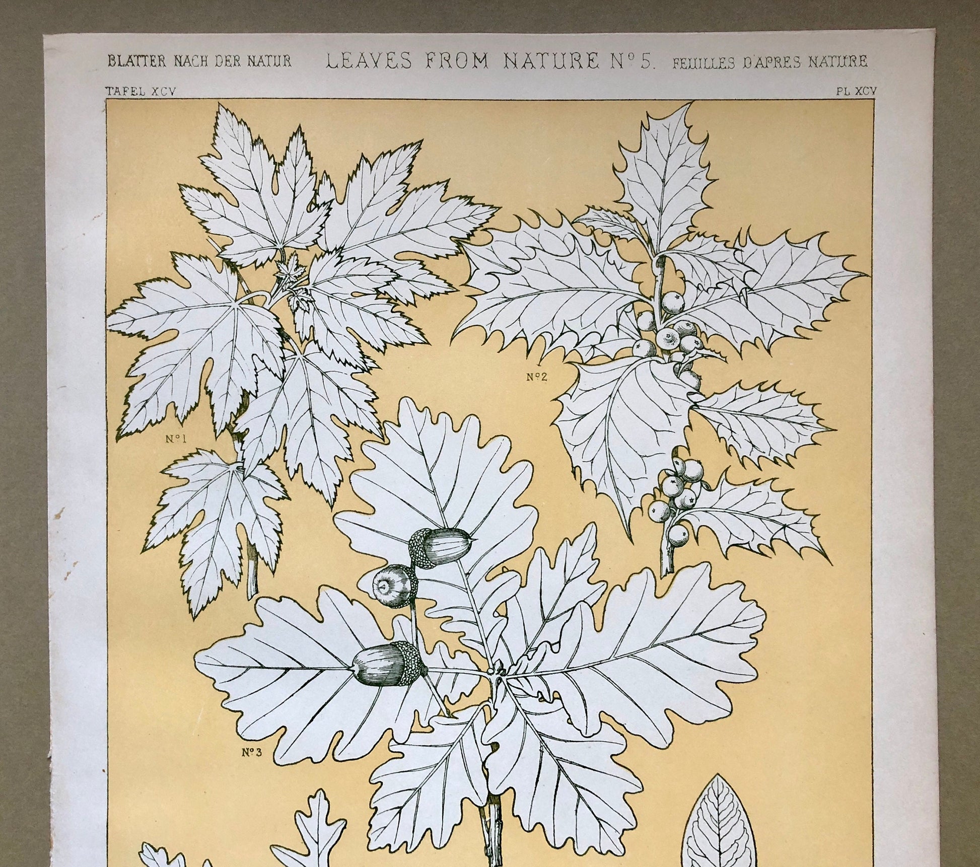 Leaves From Nature No 5. A Plate From The Grammar of Ornament by Owen Jones (1809 - 68). Size: 33 x 23 cms.