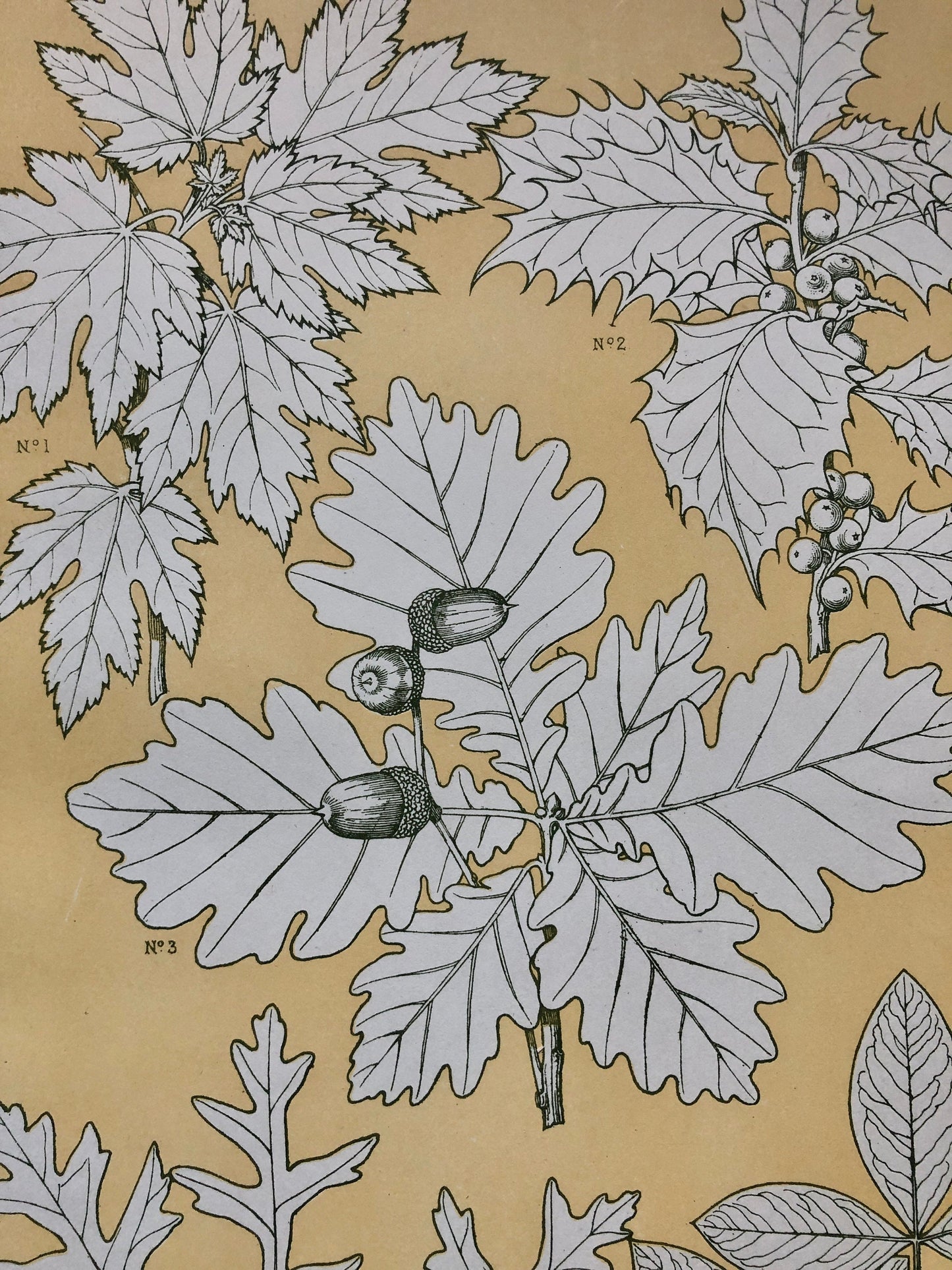 Leaves From Nature No 5. A Plate From The Grammar of Ornament by Owen Jones (1809 - 68). Size: 33 x 23 cms.