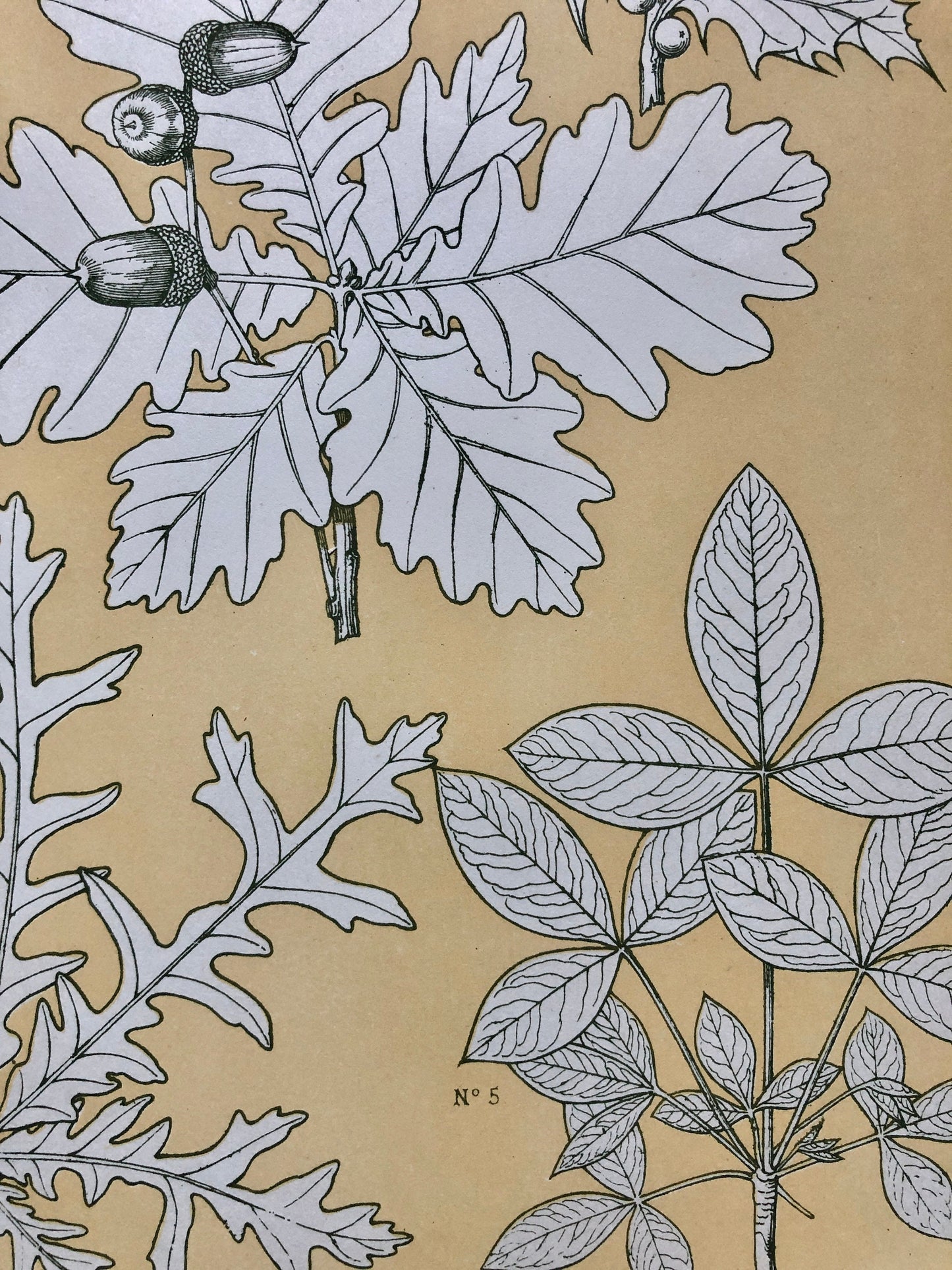 Leaves From Nature No 5. A Plate From The Grammar of Ornament by Owen Jones (1809 - 68). Size: 33 x 23 cms.