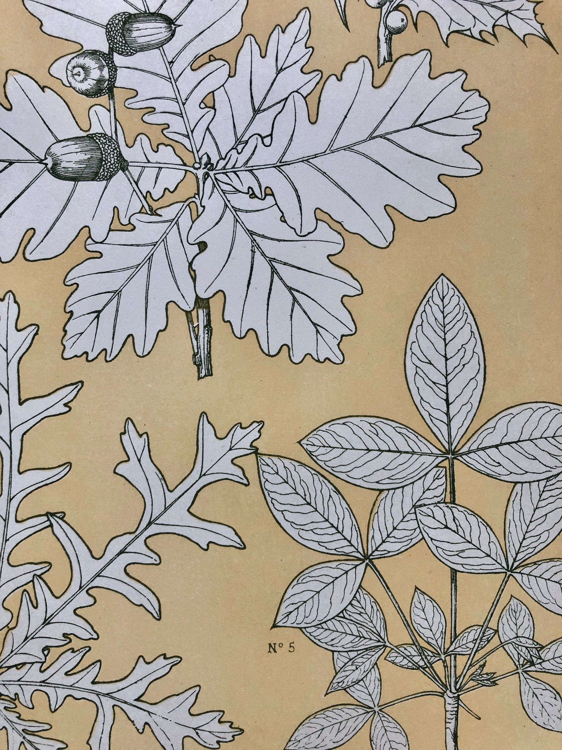 Leaves From Nature No 5. A Plate From The Grammar of Ornament by Owen Jones (1809 - 68). Size: 33 x 23 cms.