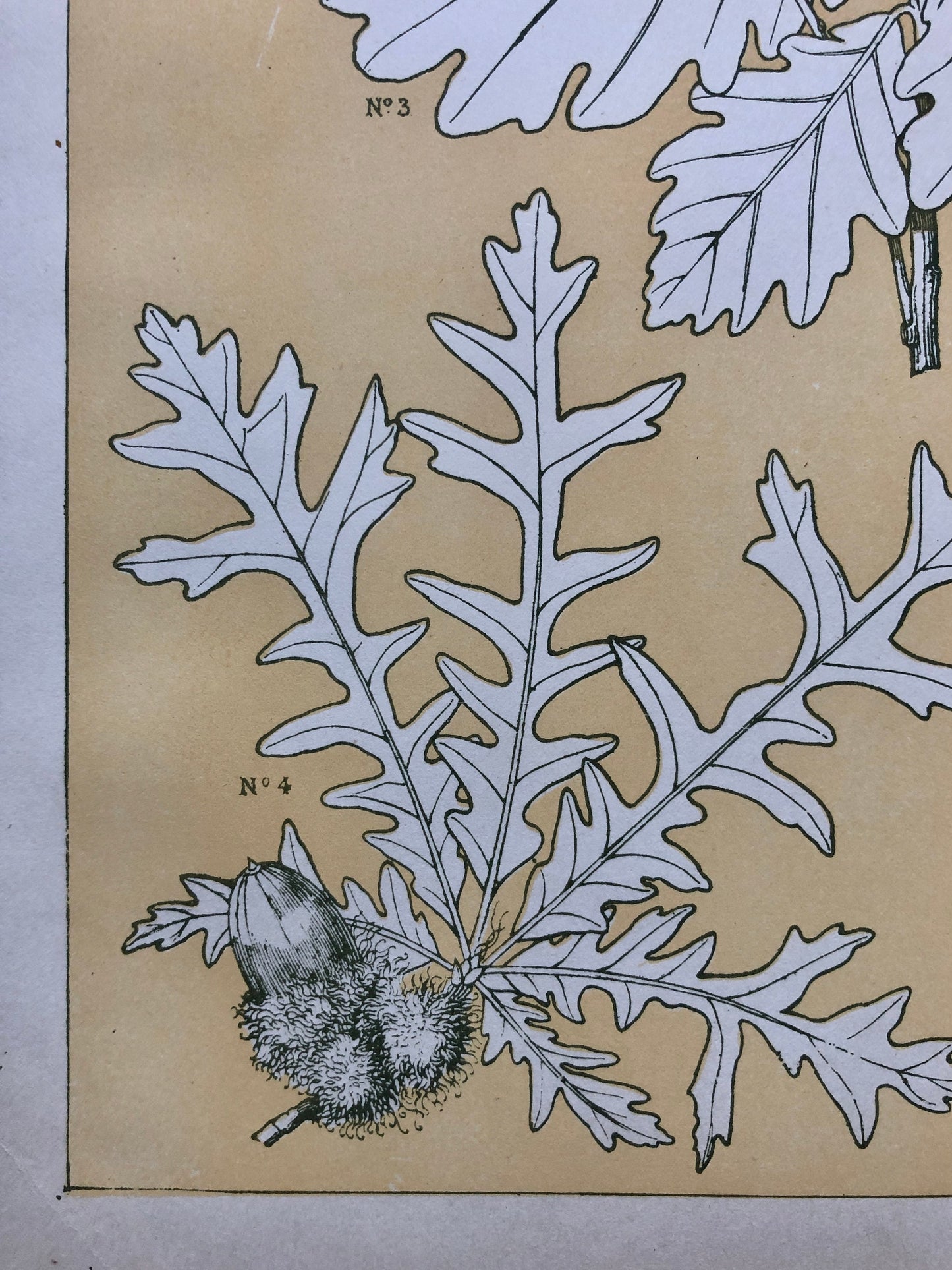 Leaves From Nature No 5. A Plate From The Grammar of Ornament by Owen Jones (1809 - 68). Size: 33 x 23 cms.